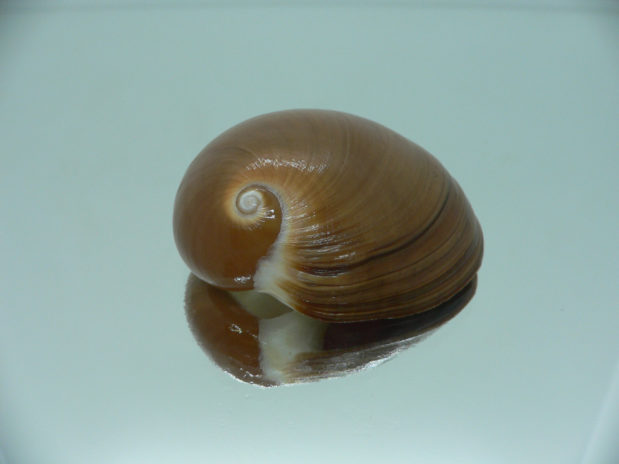 Polinices albumen BIG & DARK