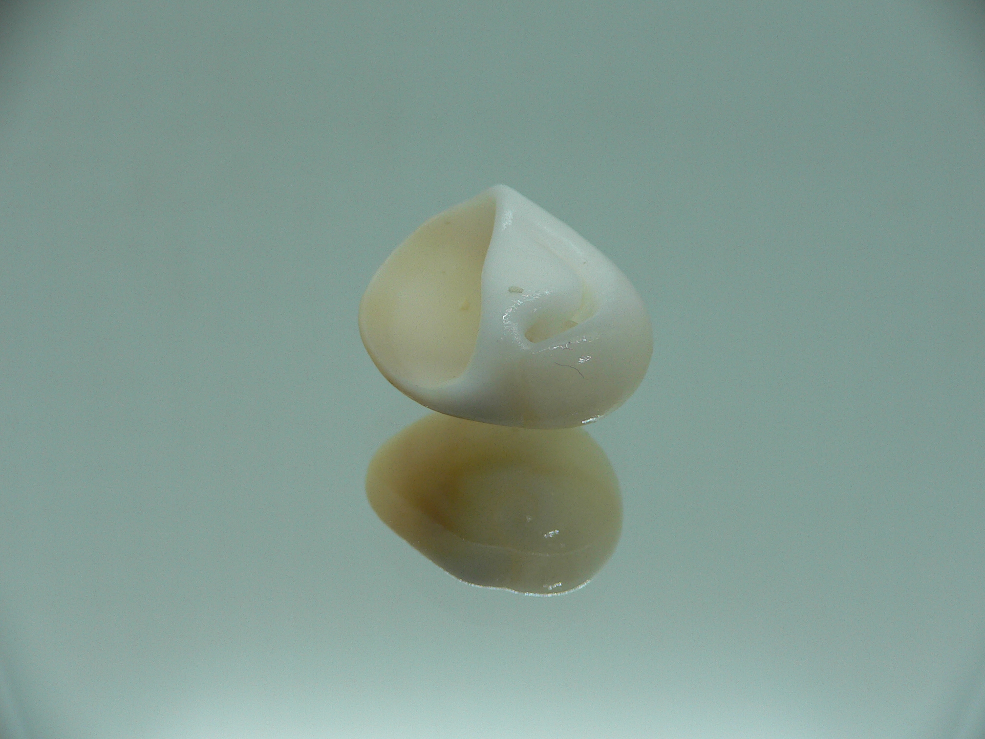Polinices albumen YELLOW