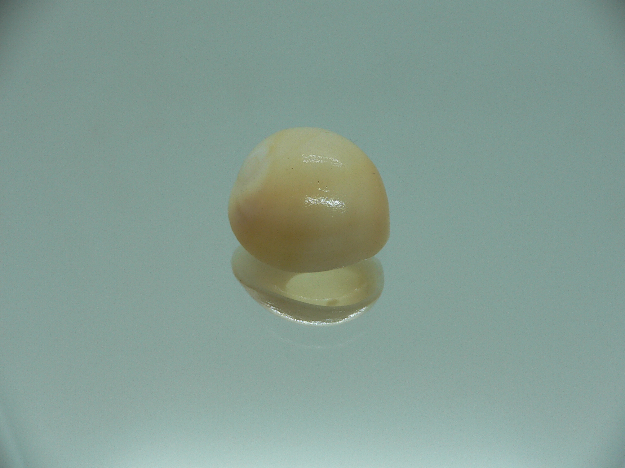 Polinices albumen YELLOW