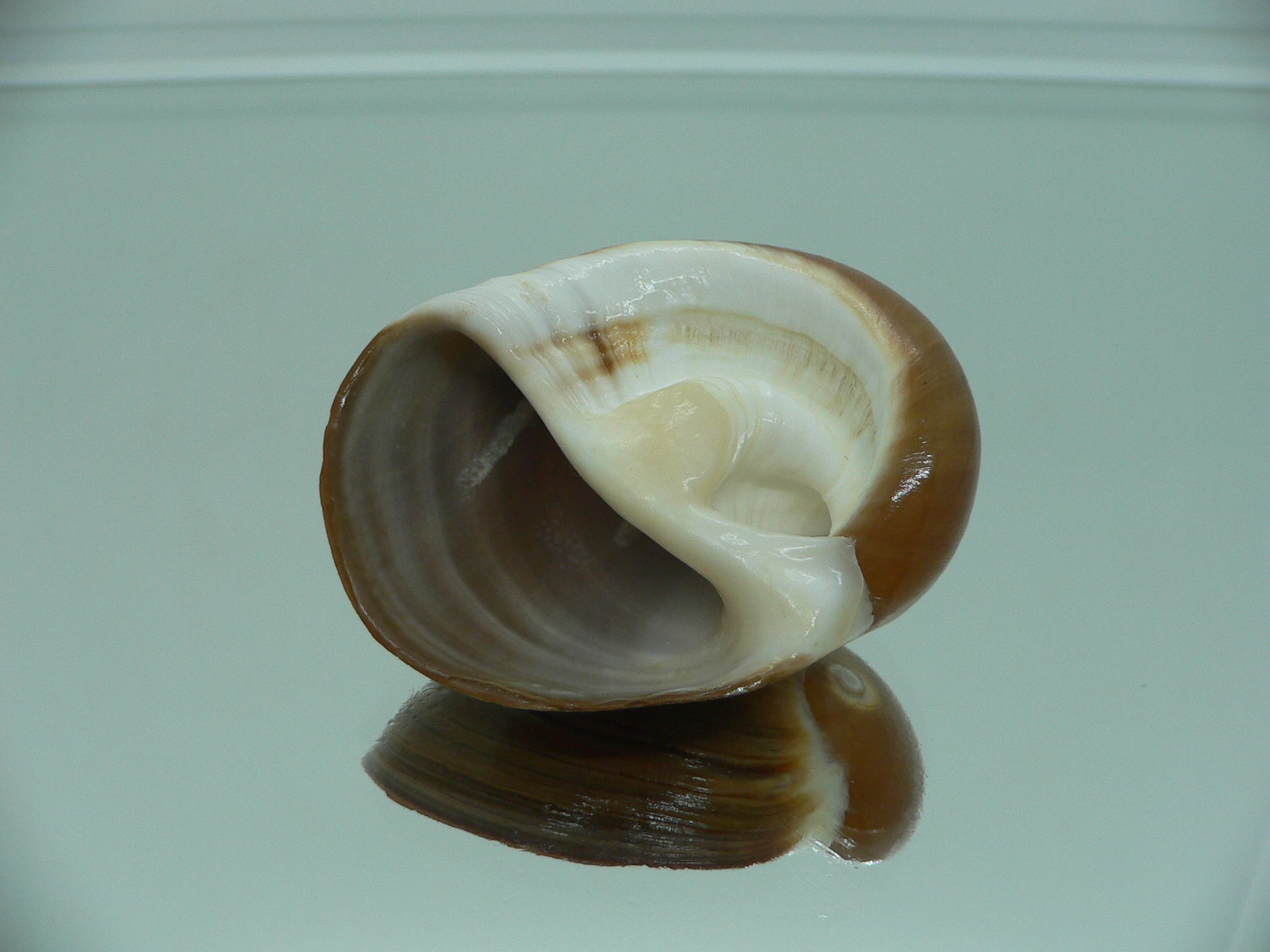 Polinices albumen BIG & DARK