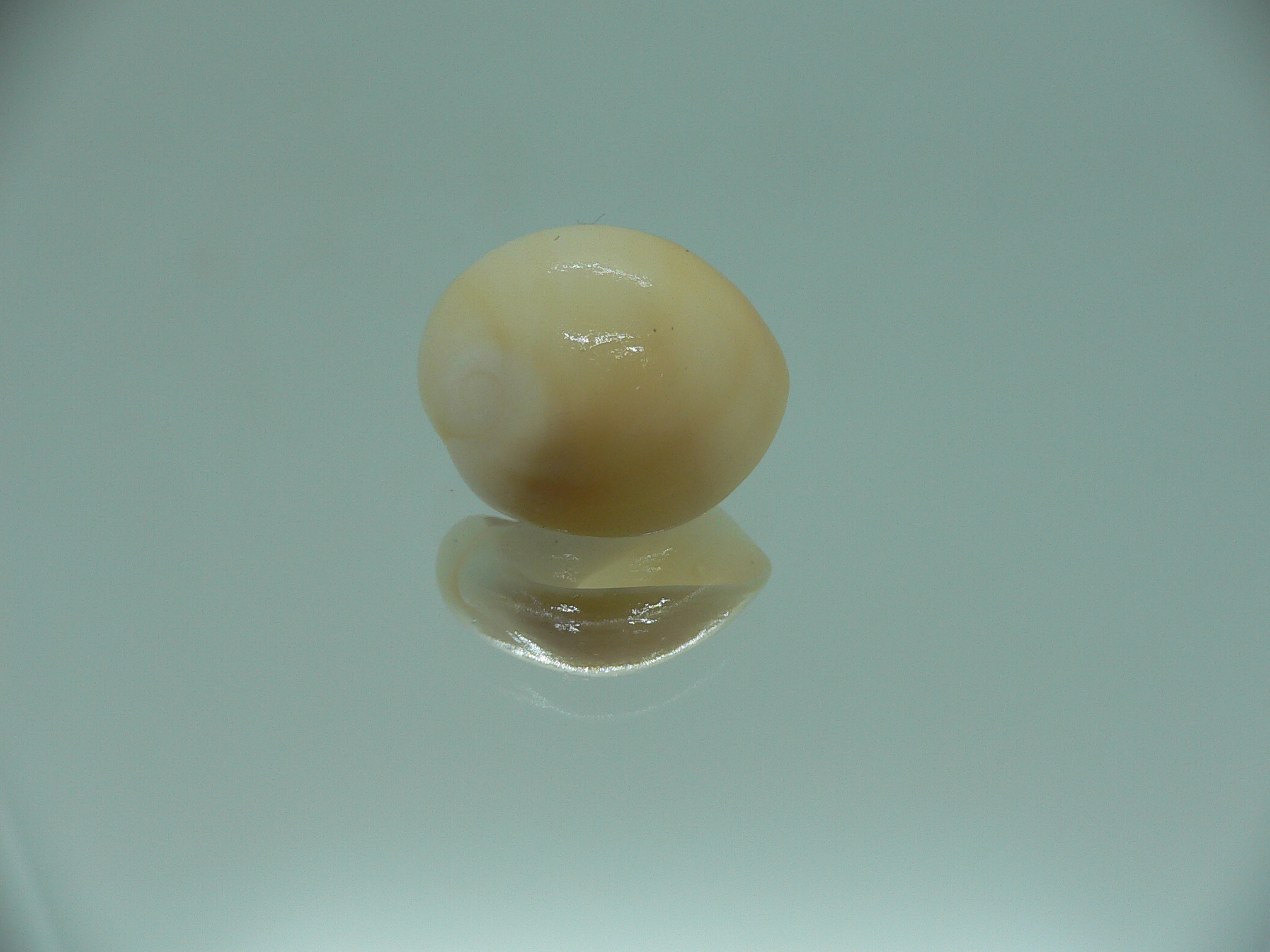 Polinices albumen YELLOW