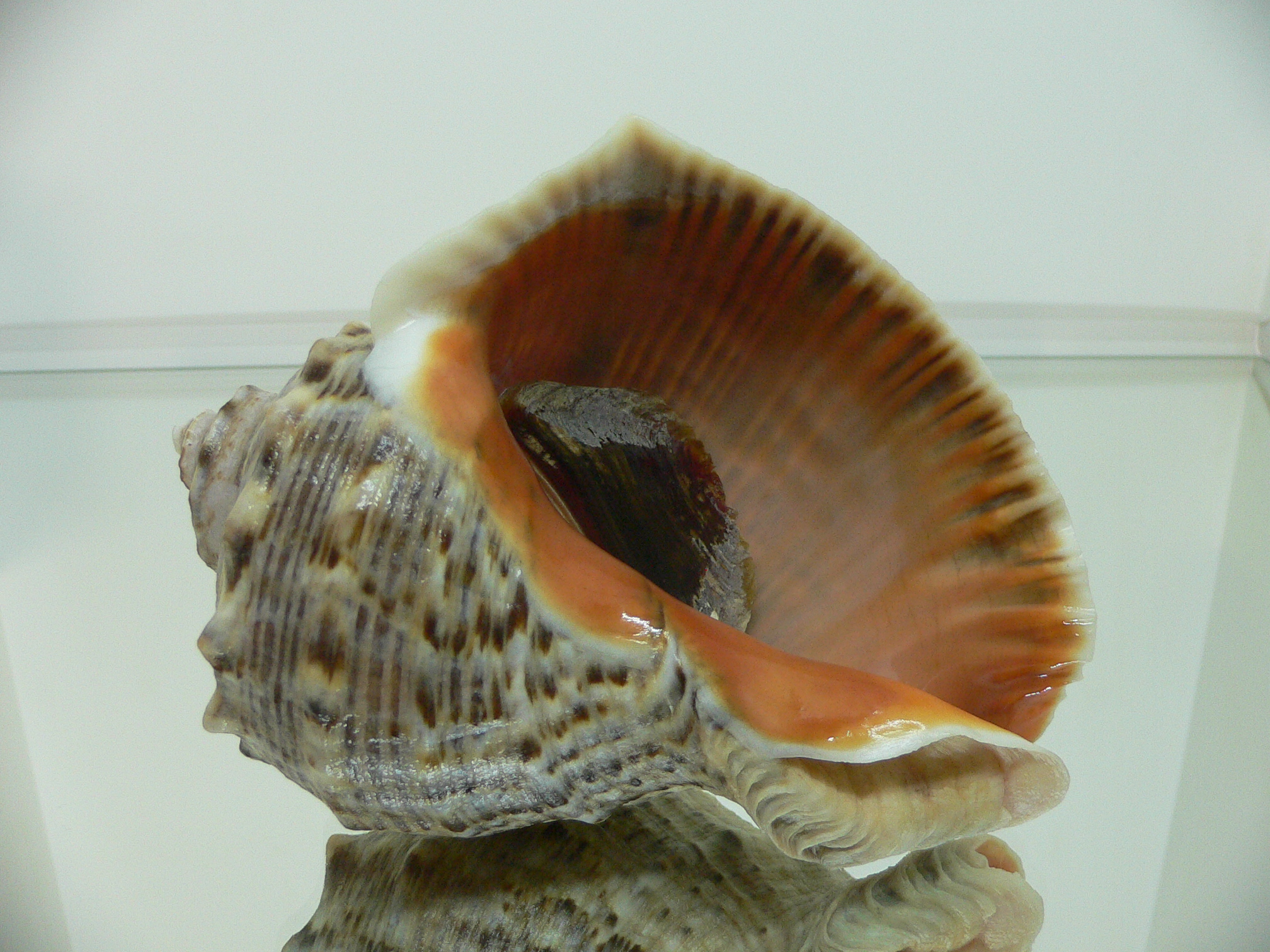 Rapana venosa GREEN COLOR