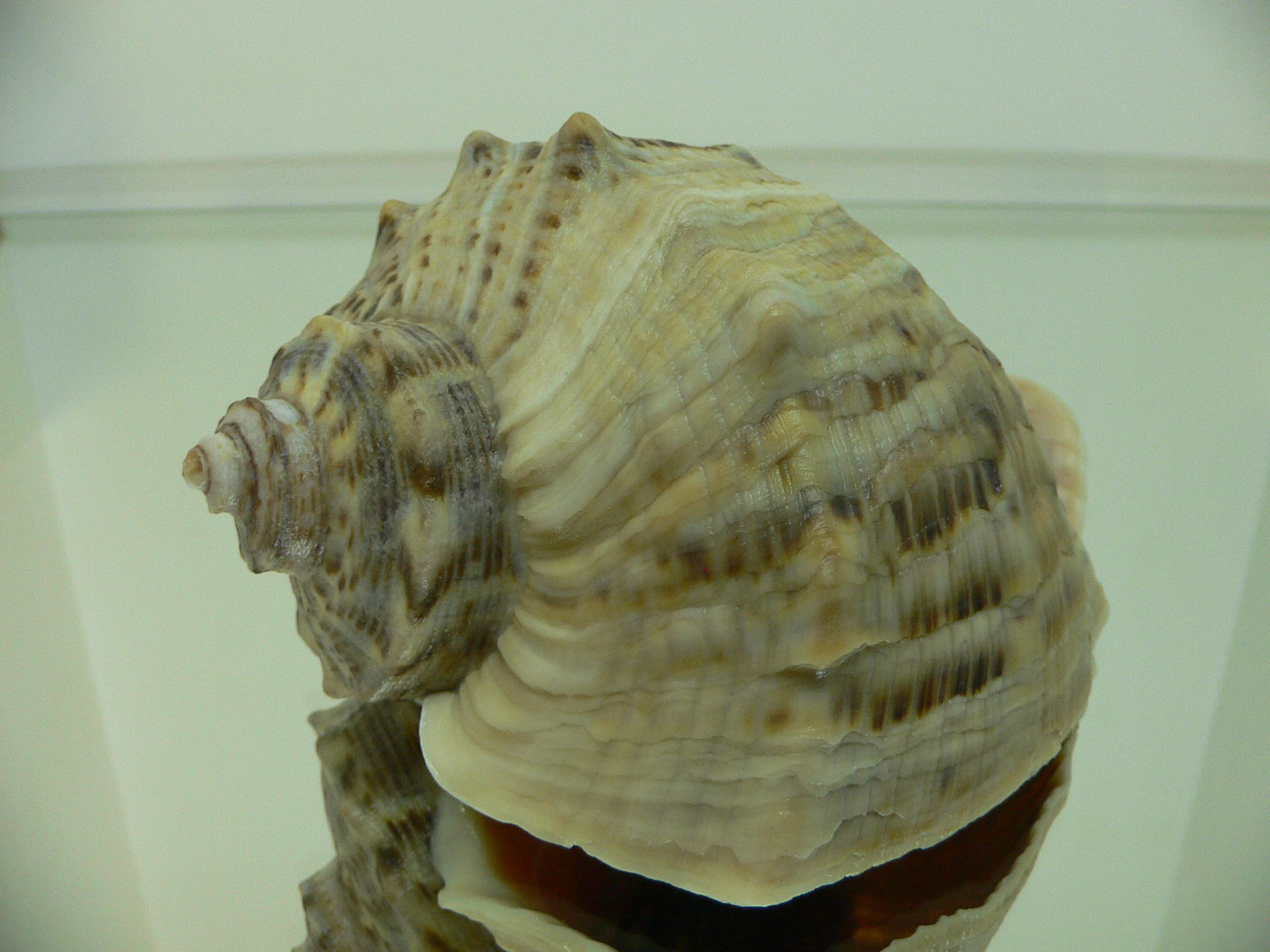 Rapana venosa GREEN COLOR