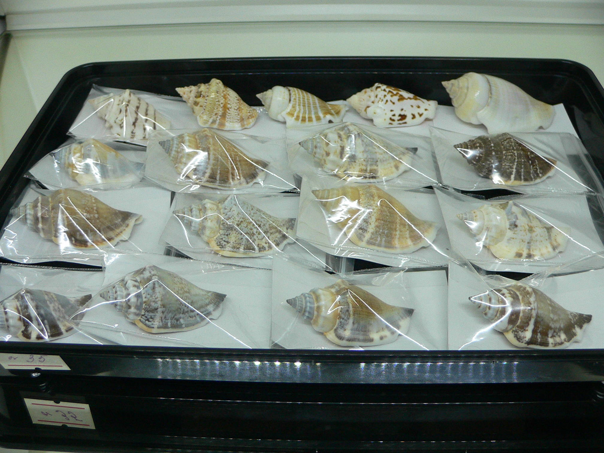 Strombus urceus urceus ORANGE