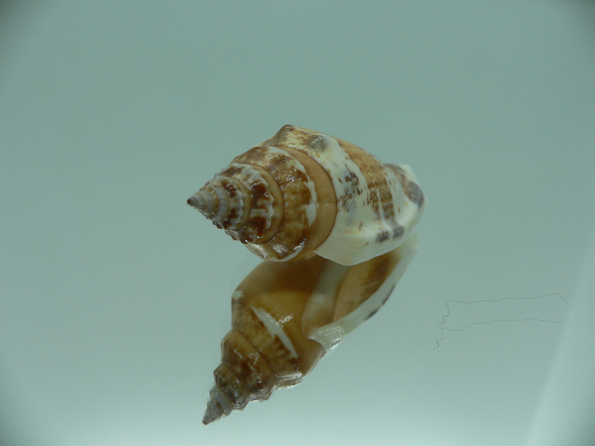 Strombus urceus urceus ORANGE