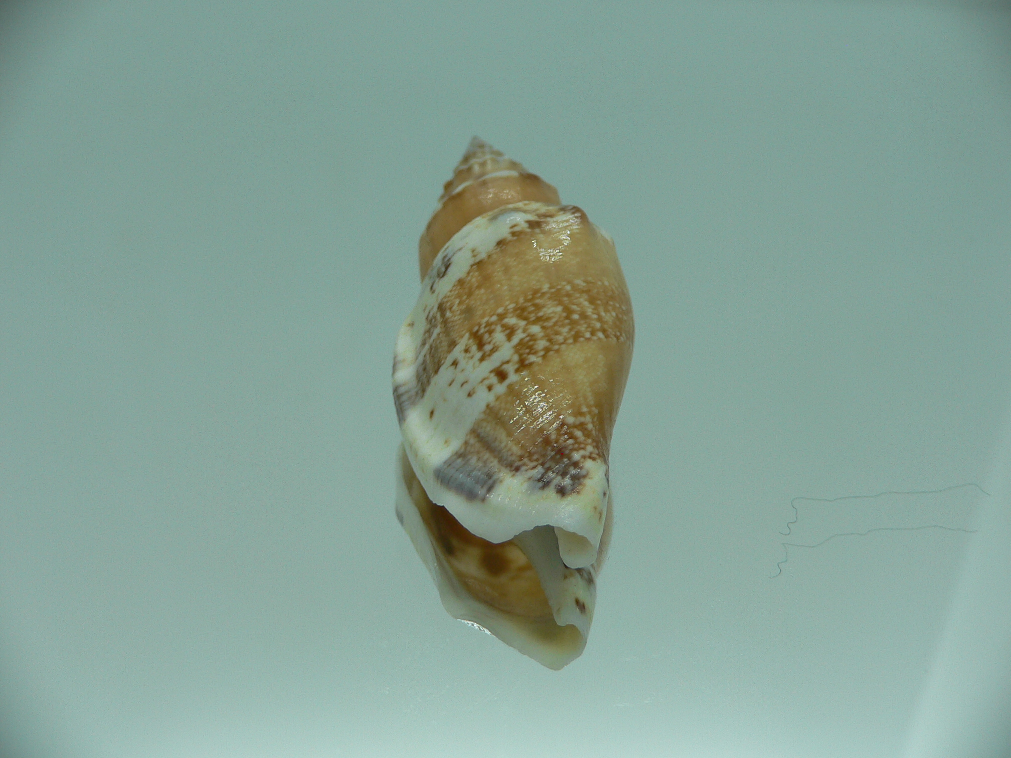 Strombus urceus urceus ORANGE