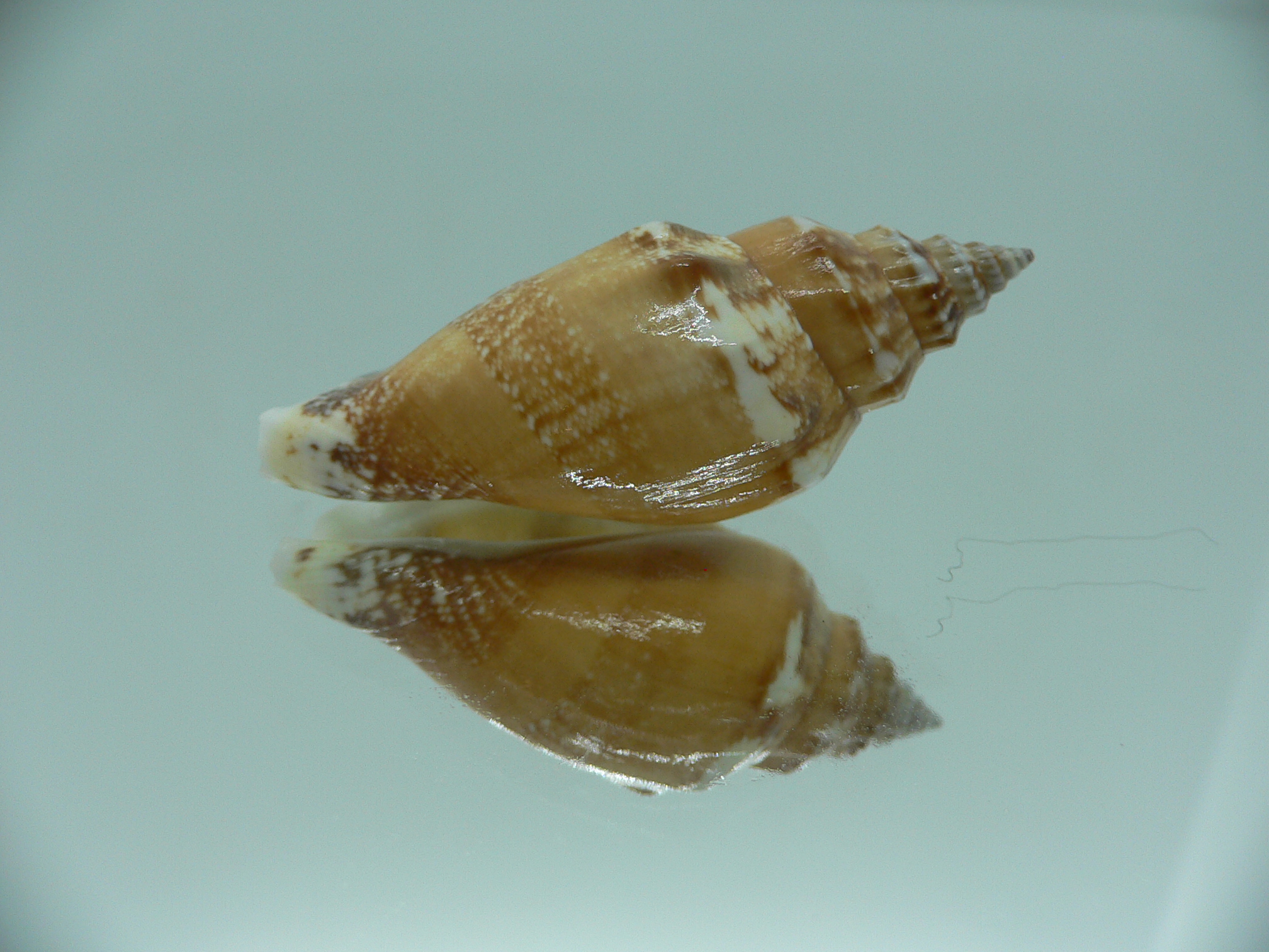 Strombus urceus urceus ORANGE