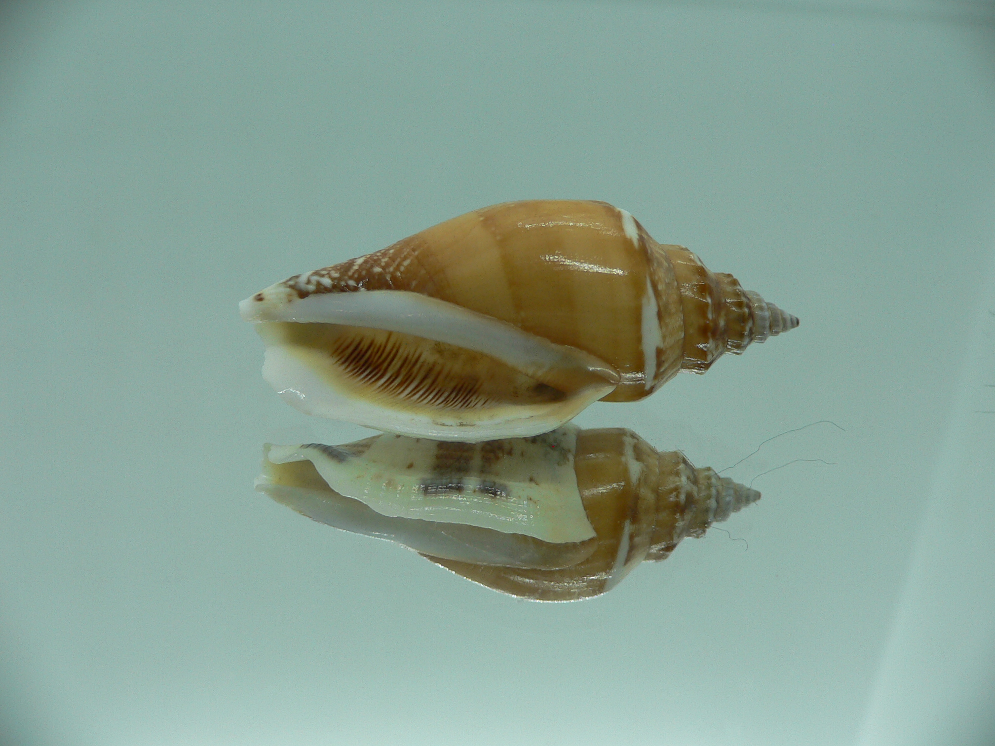 Strombus urceus urceus ORANGE