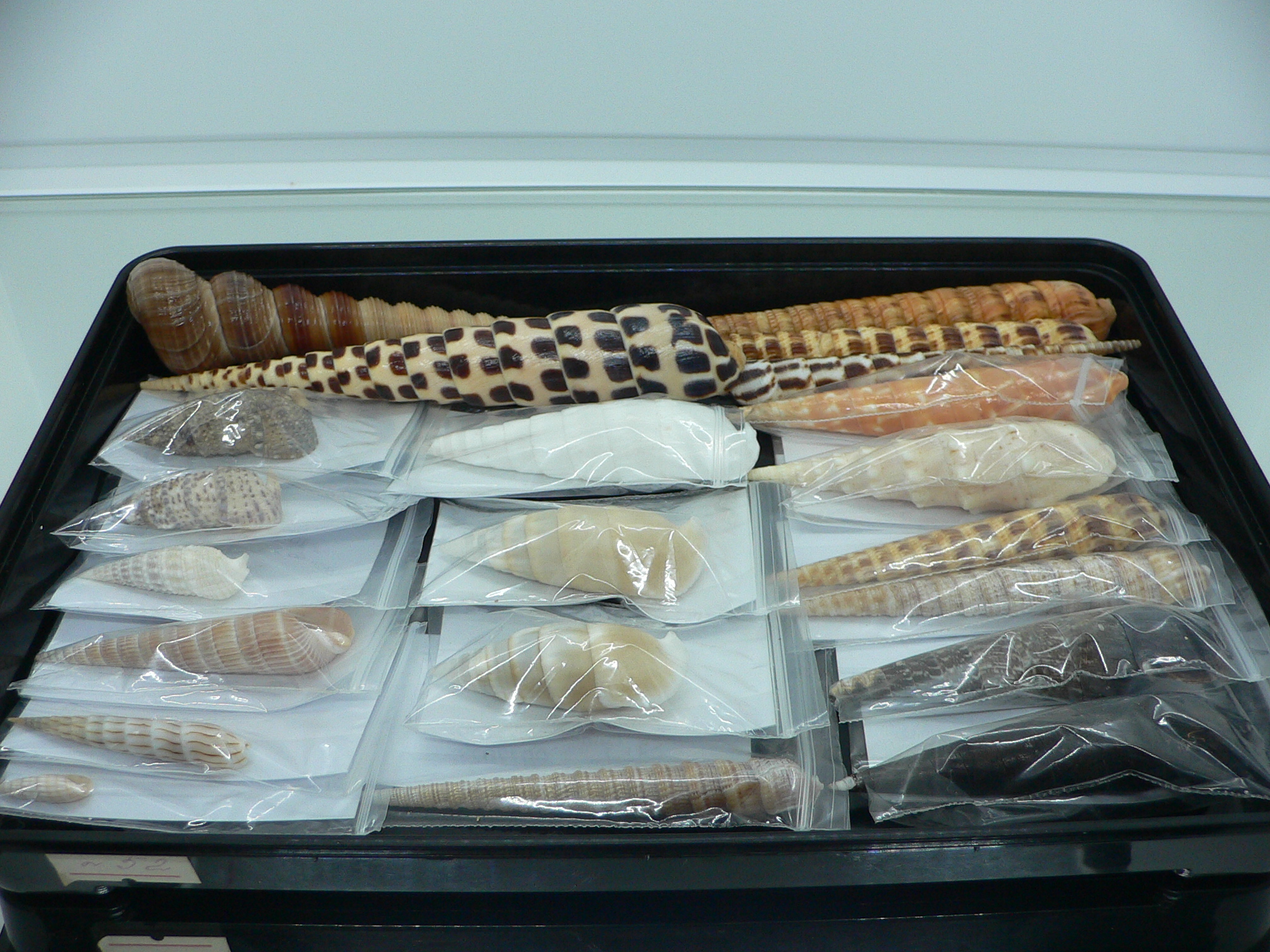 Terebra donpisori BIG