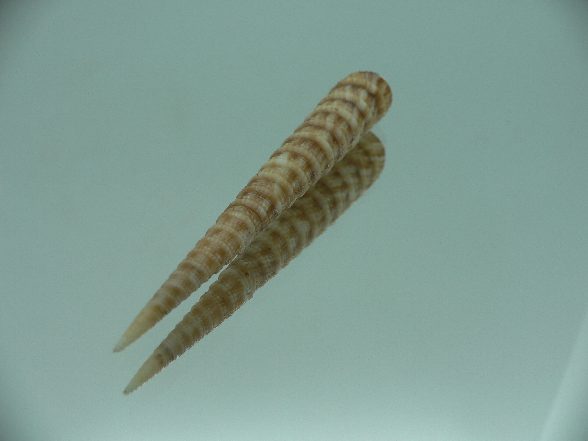 Terebra donpisori BIG