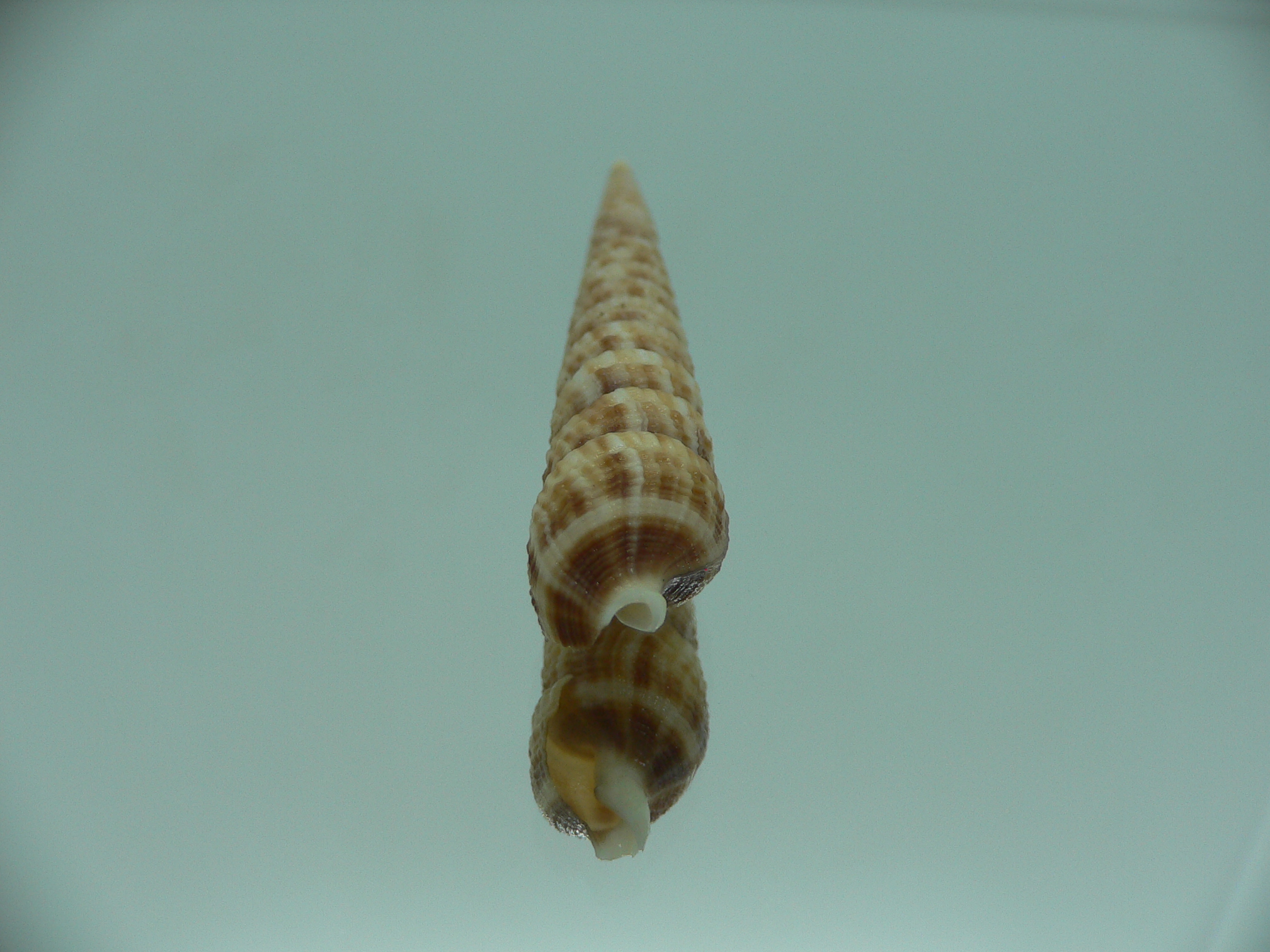 Terebra donpisori BIG