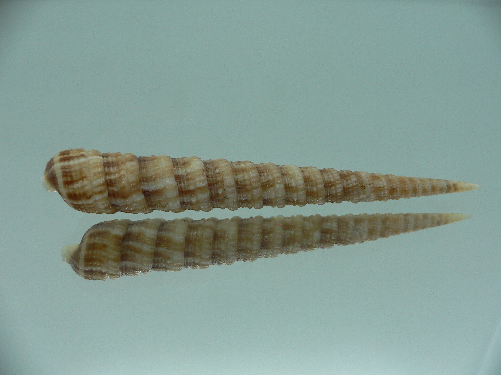 Terebra donpisori BIG