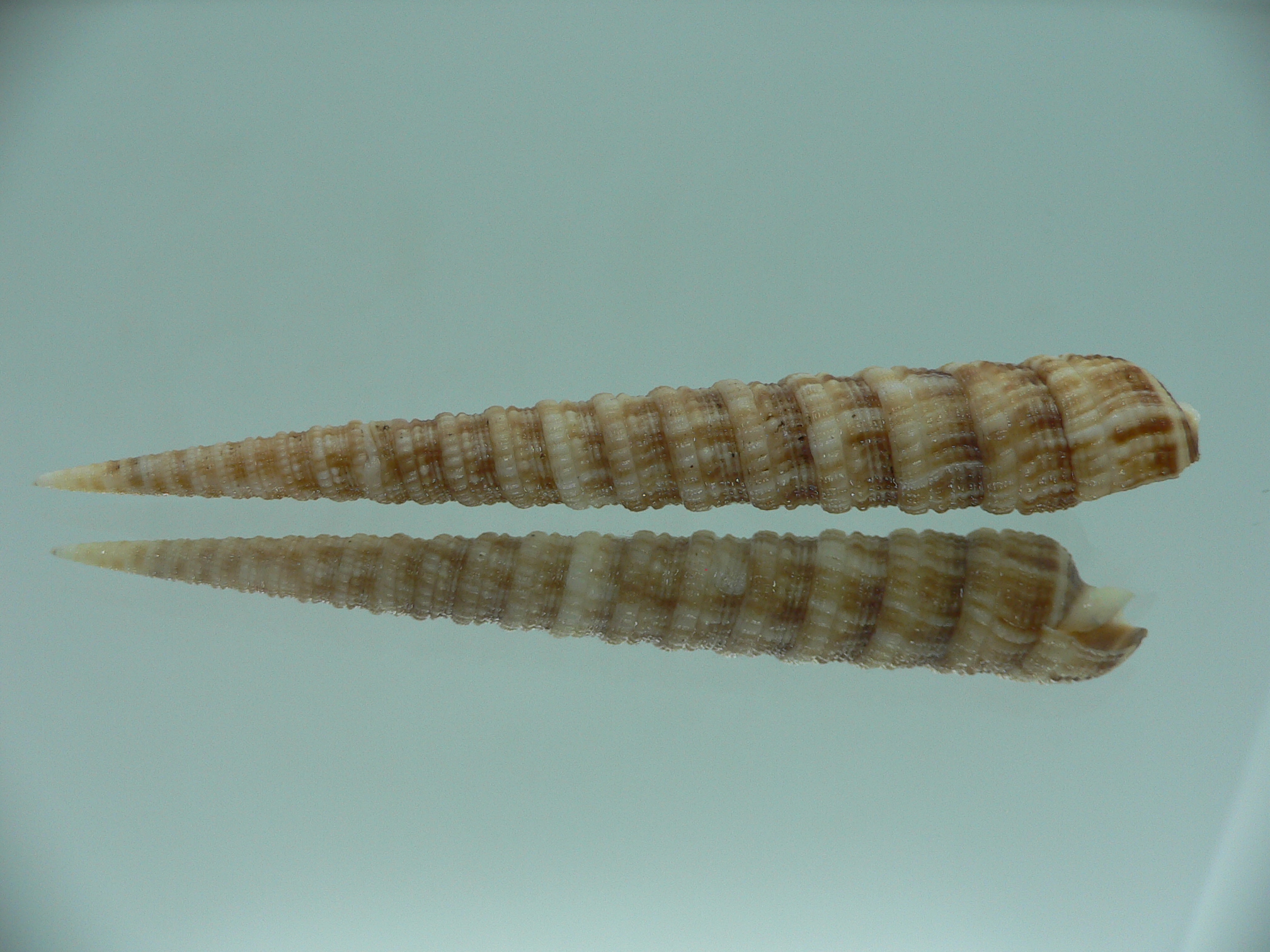 Terebra donpisori BIG