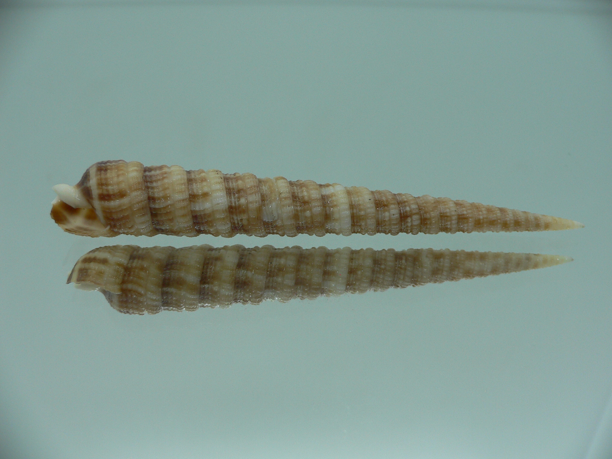 Terebra donpisori BIG