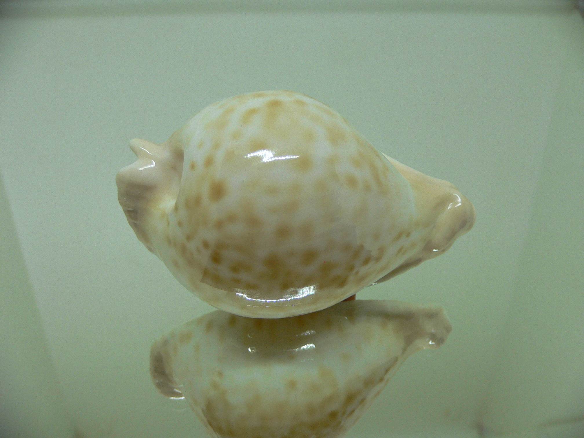 Cypraea capricornica capricornica