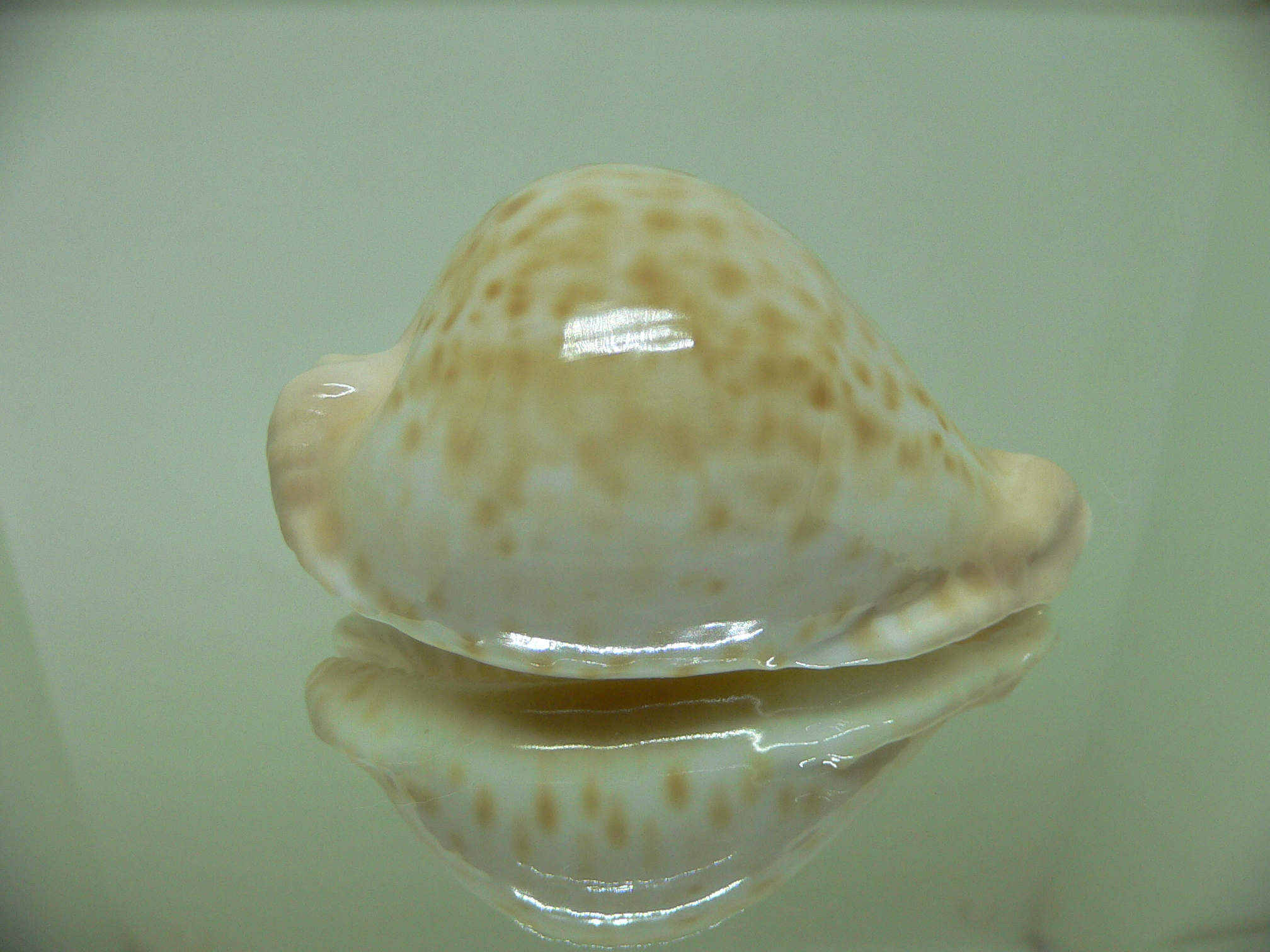 Cypraea capricornica capricornica