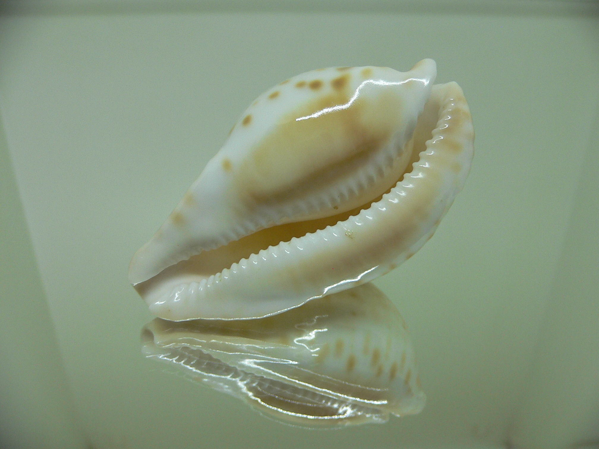 Cypraea capricornica capricornica