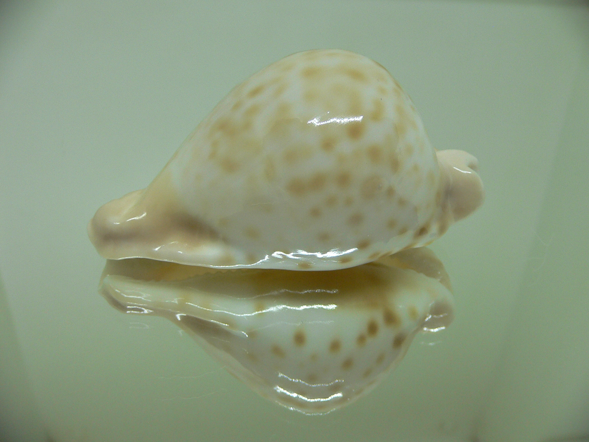 Cypraea capricornica capricornica