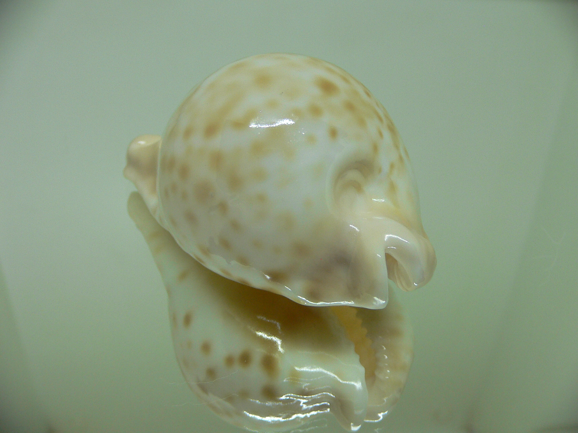 Cypraea capricornica capricornica