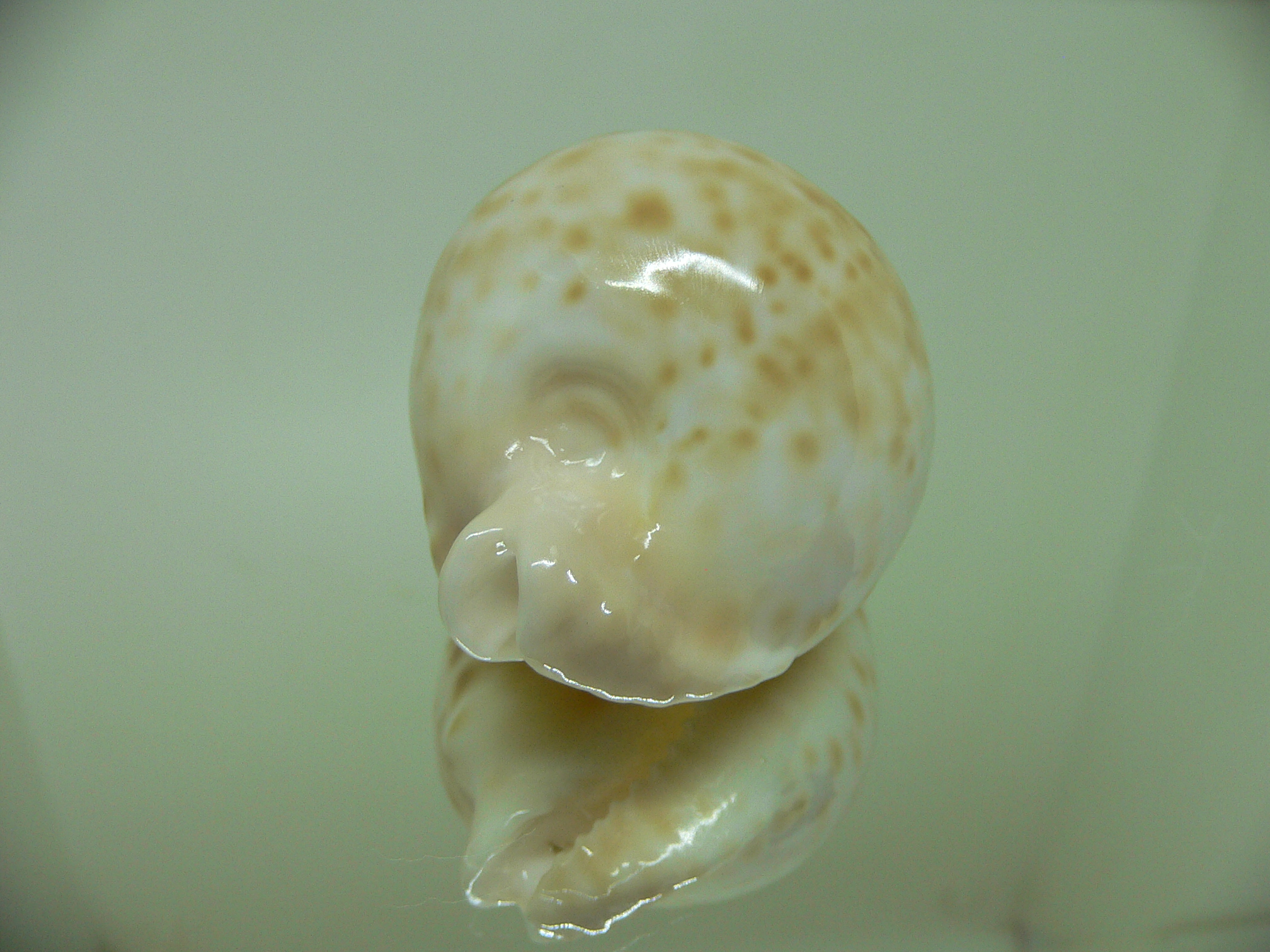 Cypraea capricornica capricornica