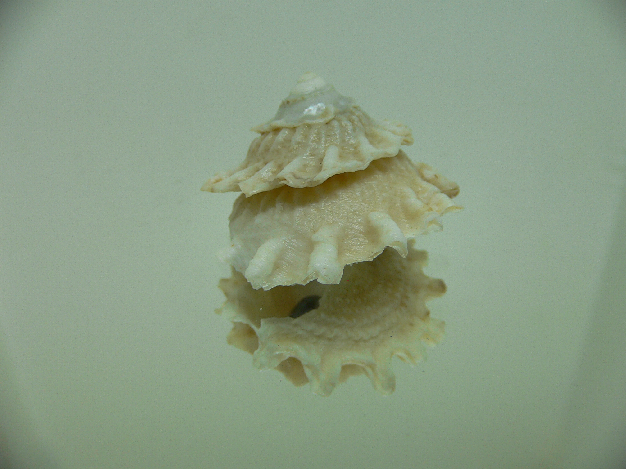 Astralium pileolum