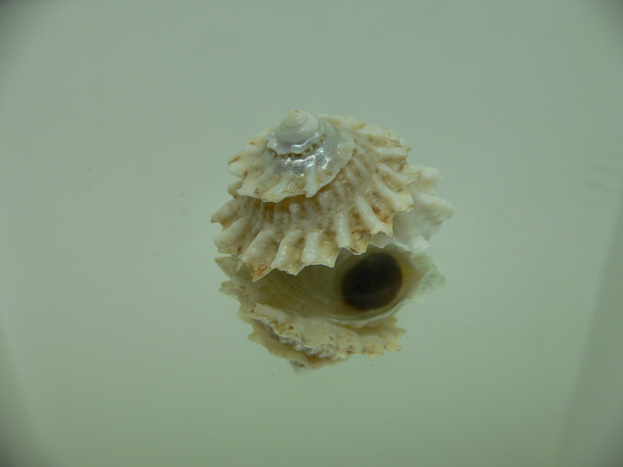 Astralium pileolum