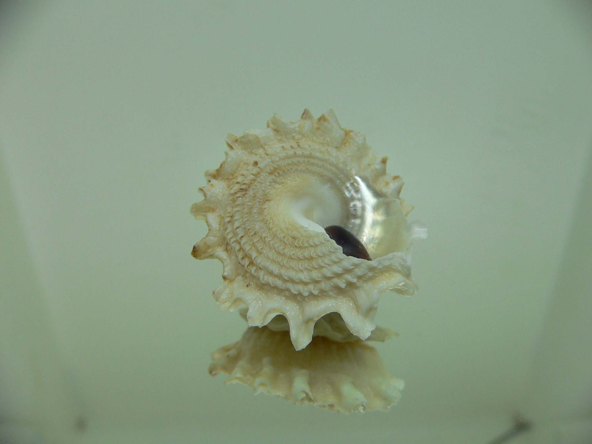 Astralium pileolum