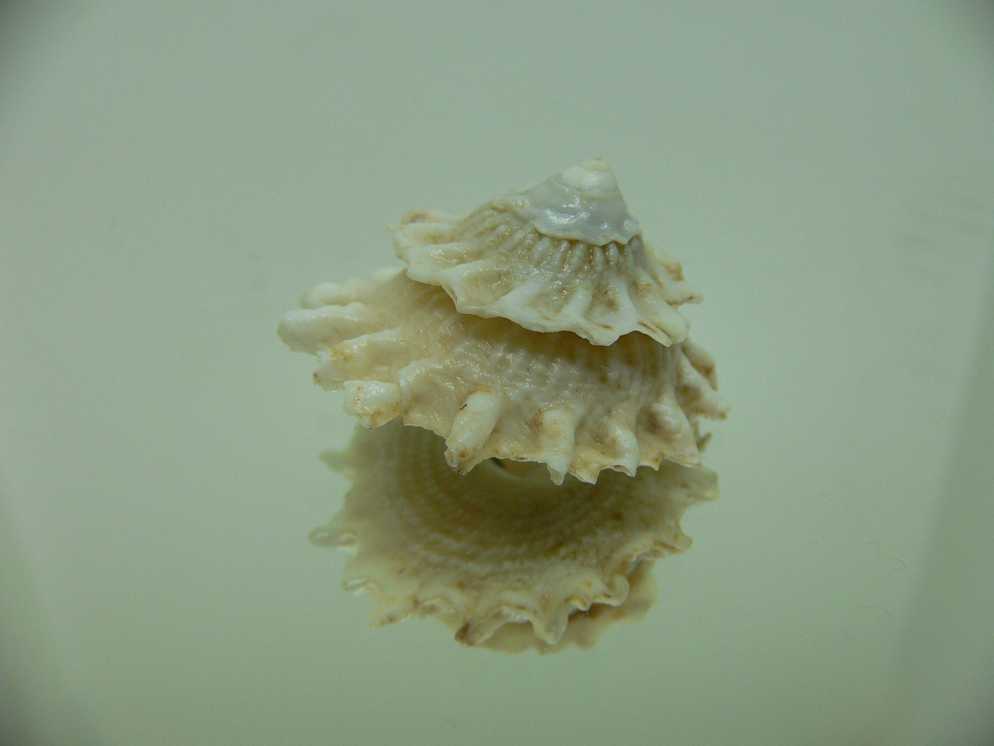 Astralium pileolum