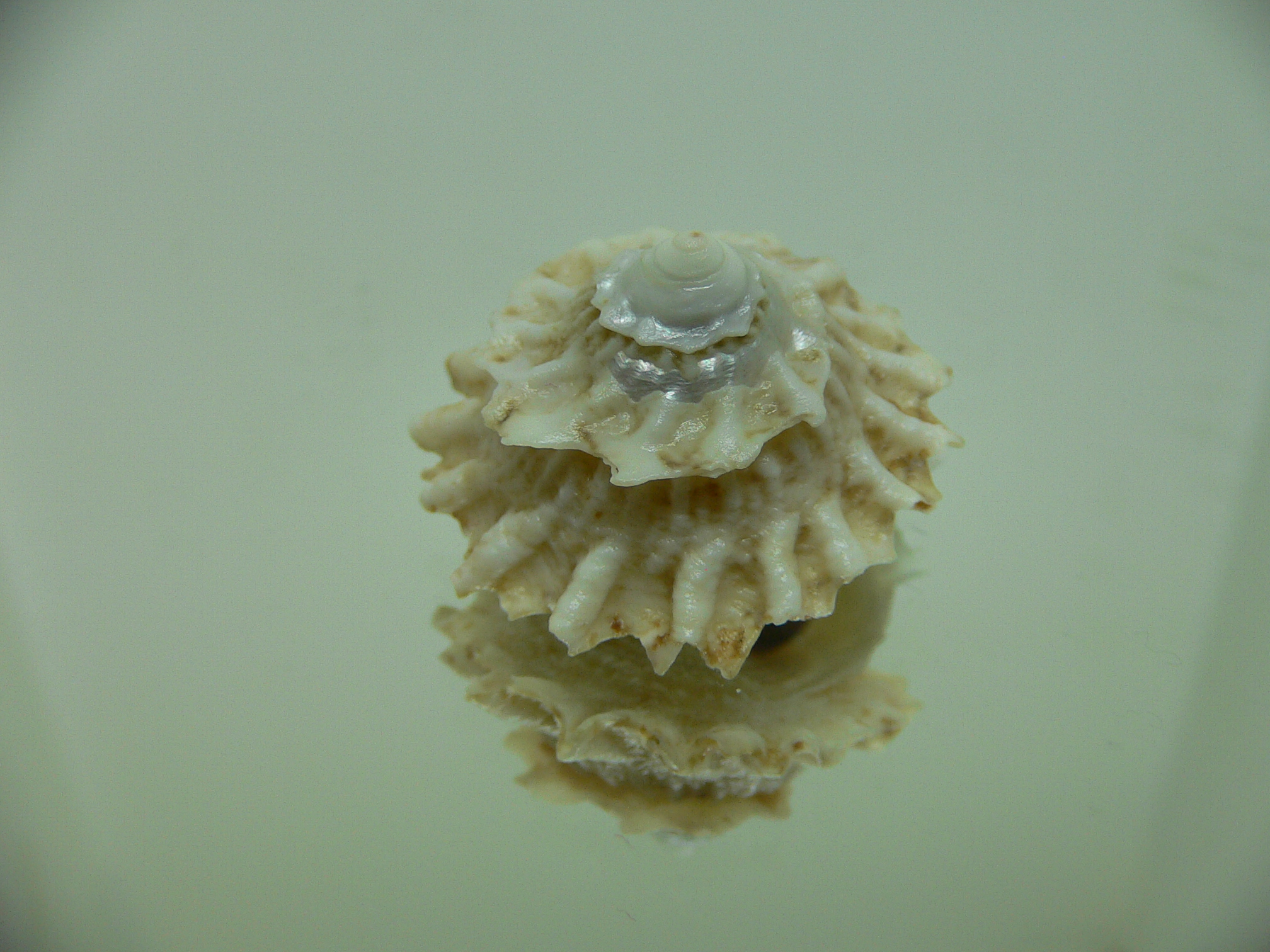 Astralium pileolum