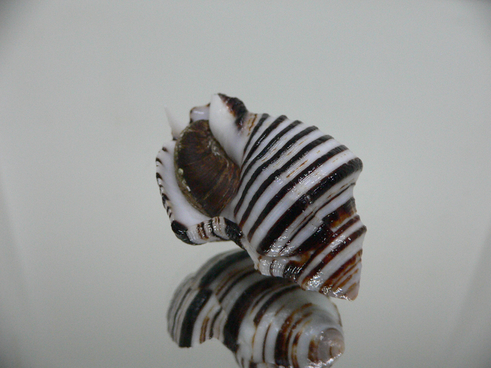 Opeatostoma pseudodon WIDE