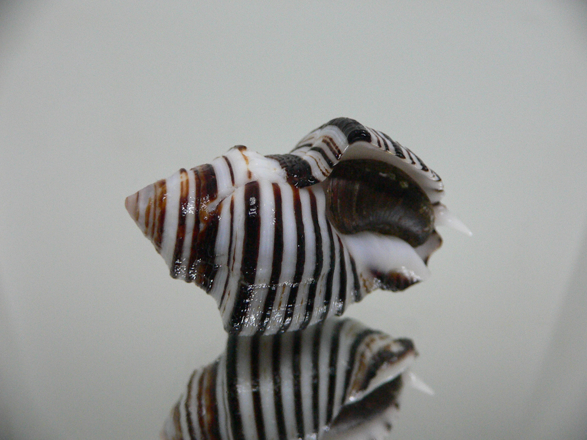 Opeatostoma pseudodon WIDE