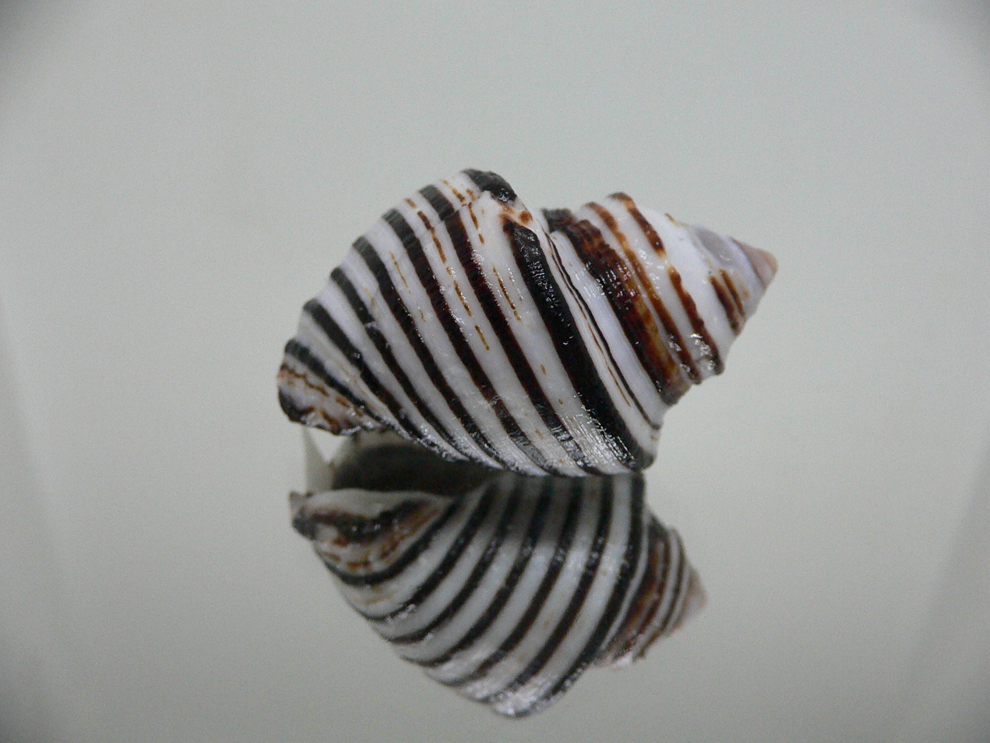 Opeatostoma pseudodon WIDE