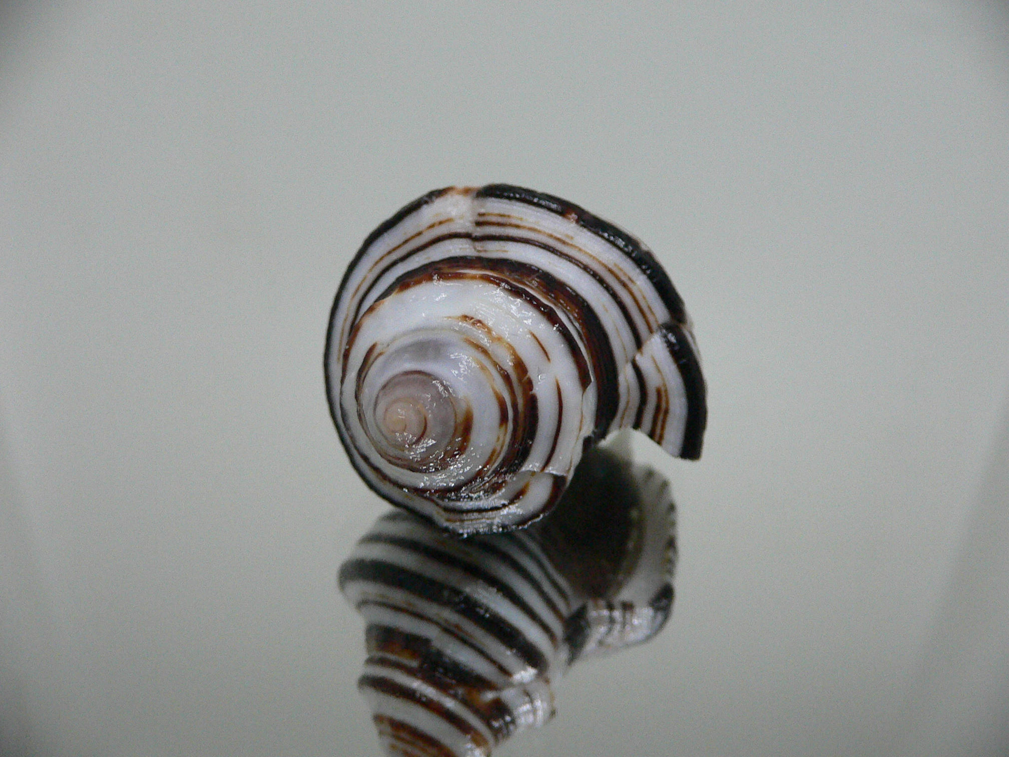 Opeatostoma pseudodon WIDE