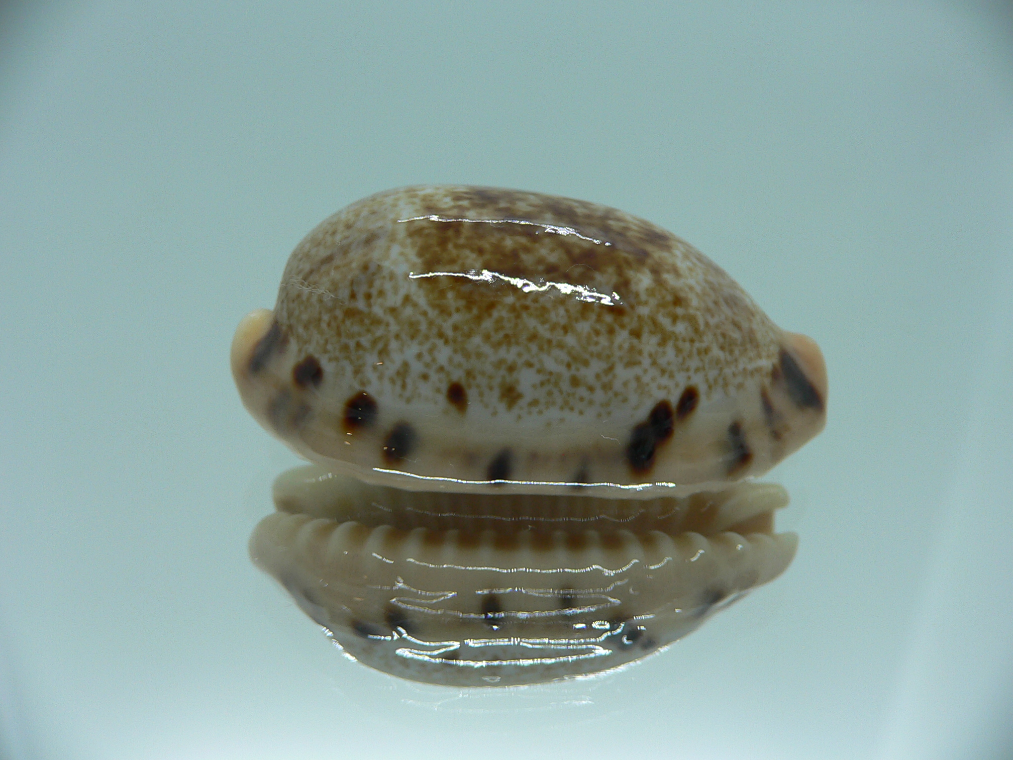 Cypraea caurica SP.