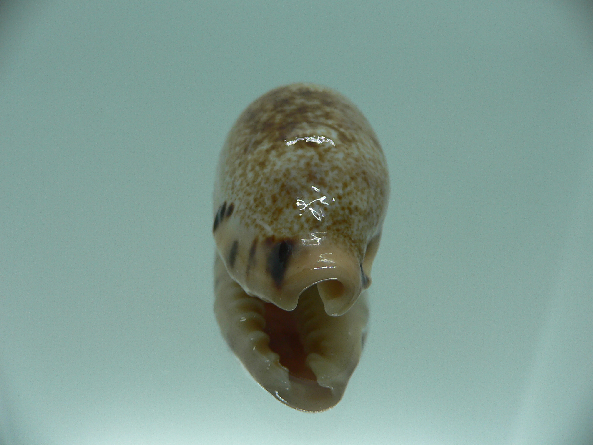 Cypraea caurica SP.
