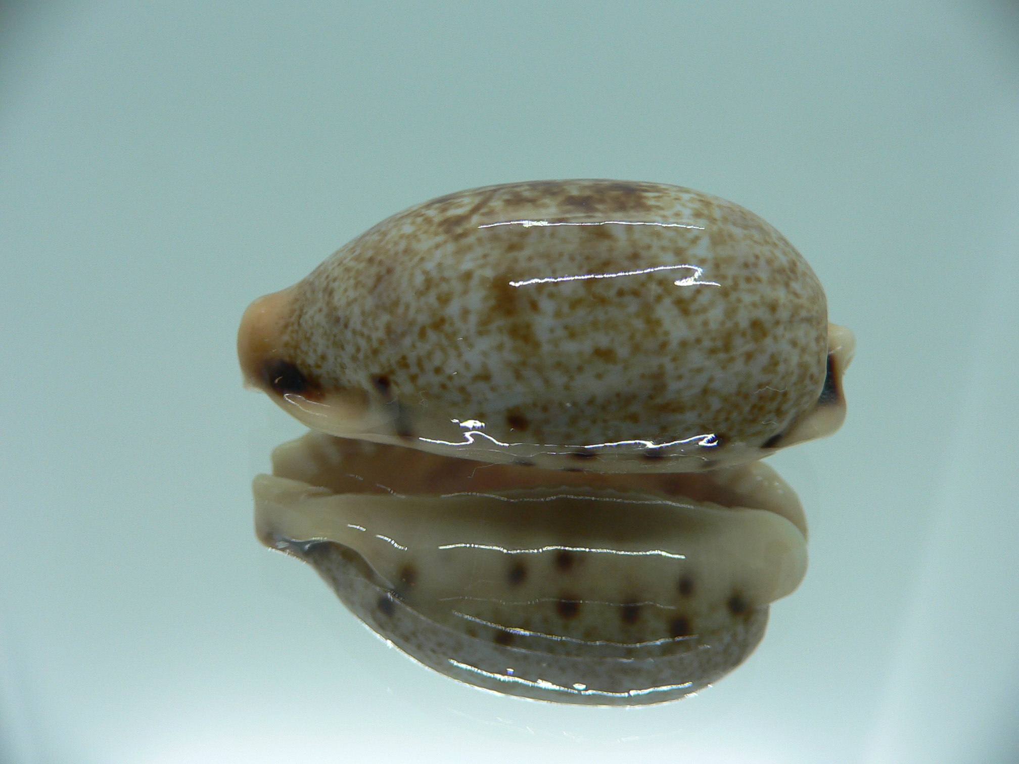 Cypraea caurica SP.
