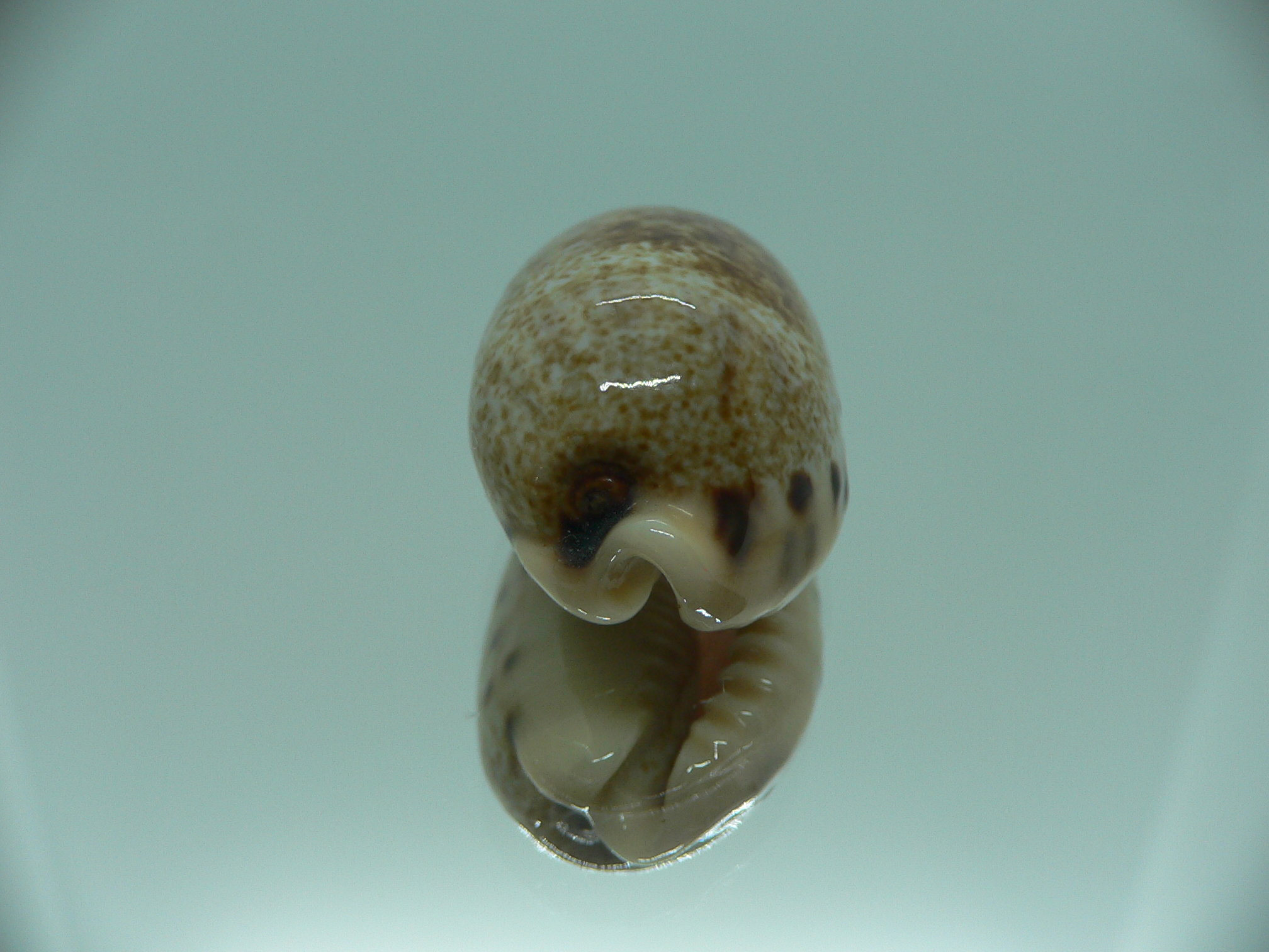 Cypraea caurica SP.