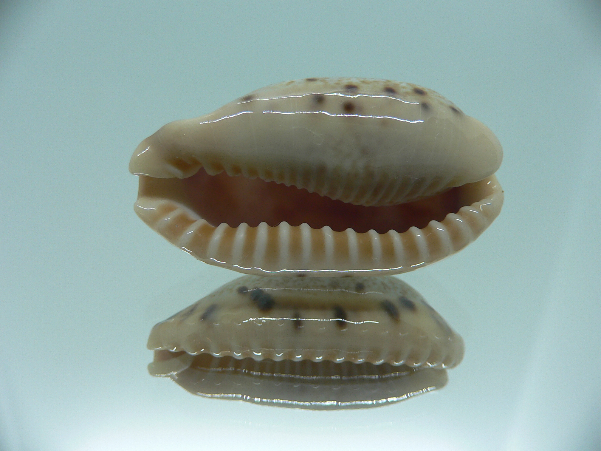 Cypraea caurica SP.