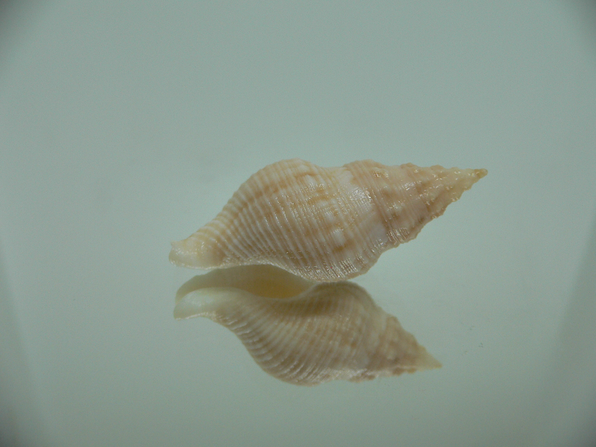 Afrocominella capensis LIGHT