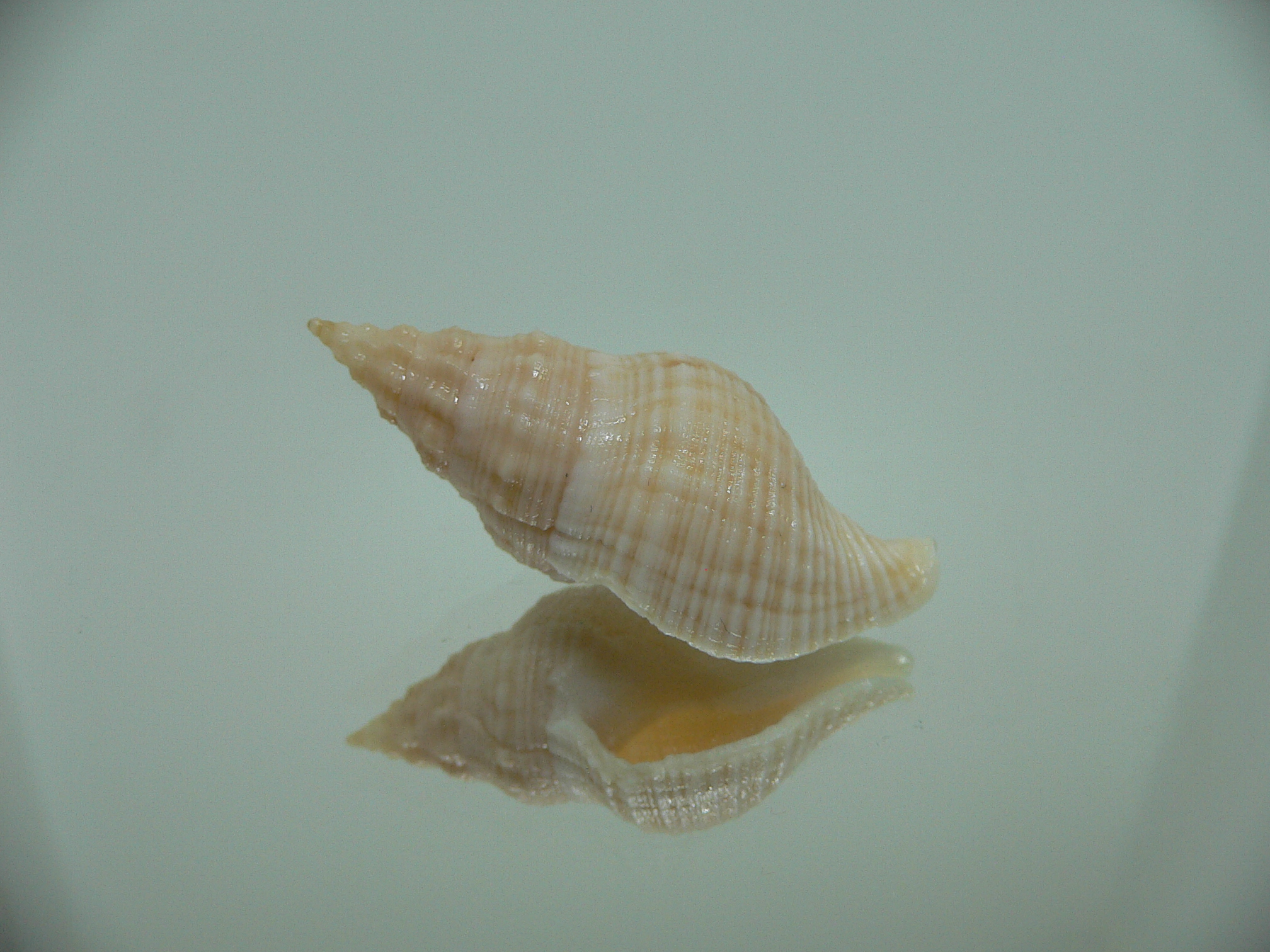 Afrocominella capensis LIGHT