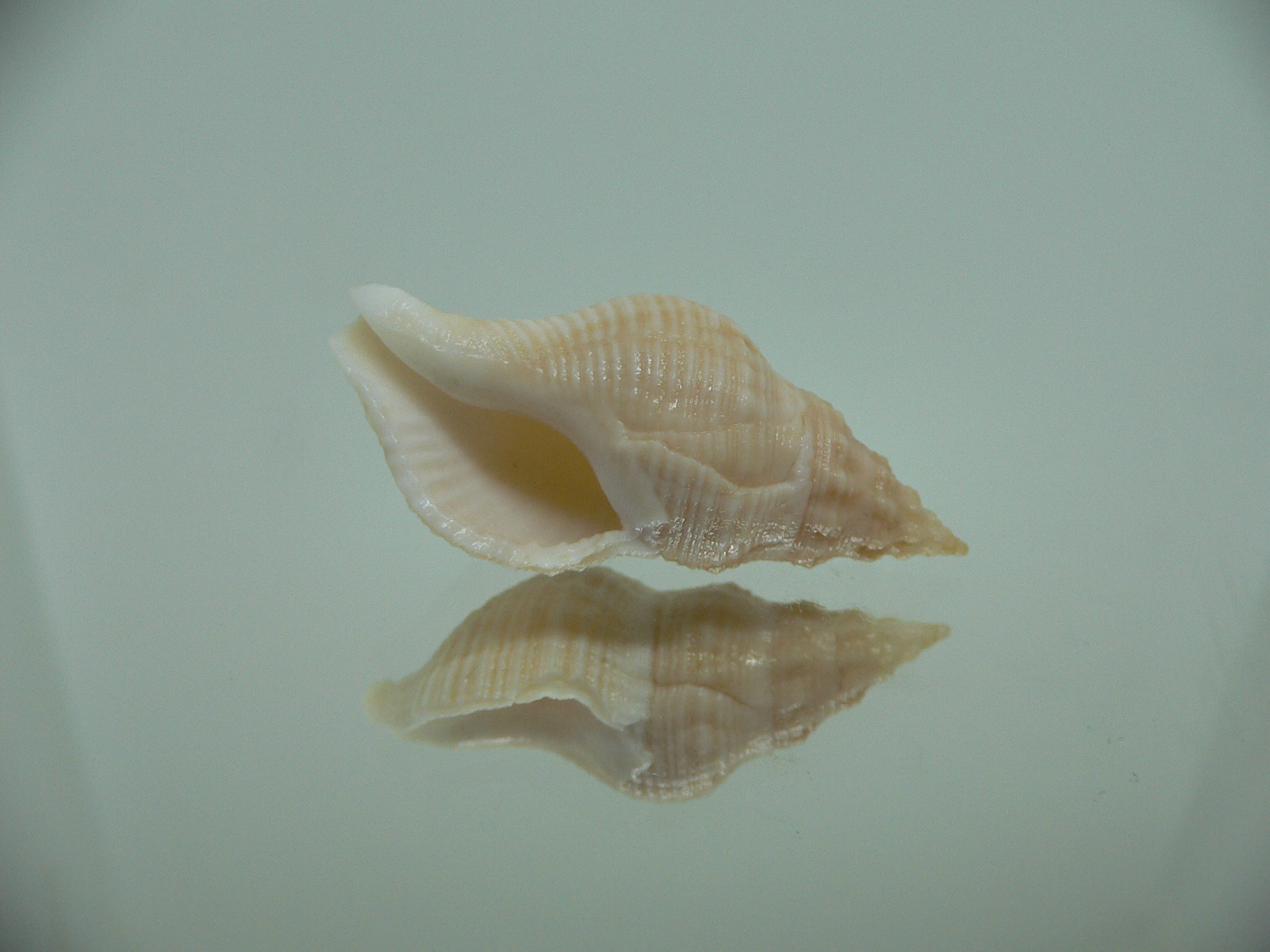 Afrocominella capensis LIGHT