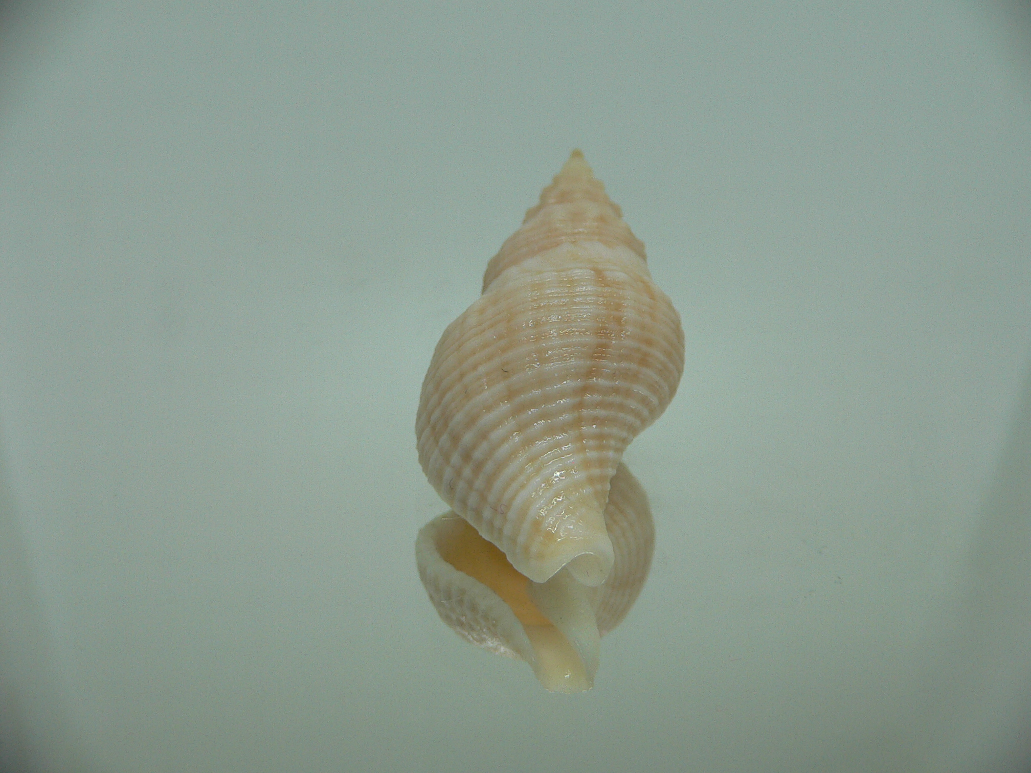 Afrocominella capensis LIGHT