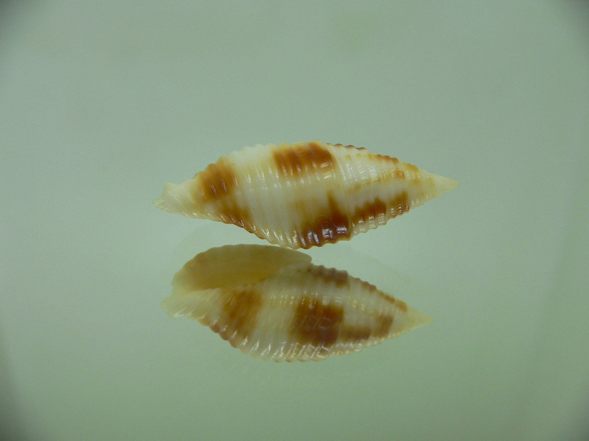 Nebularia ferruginea