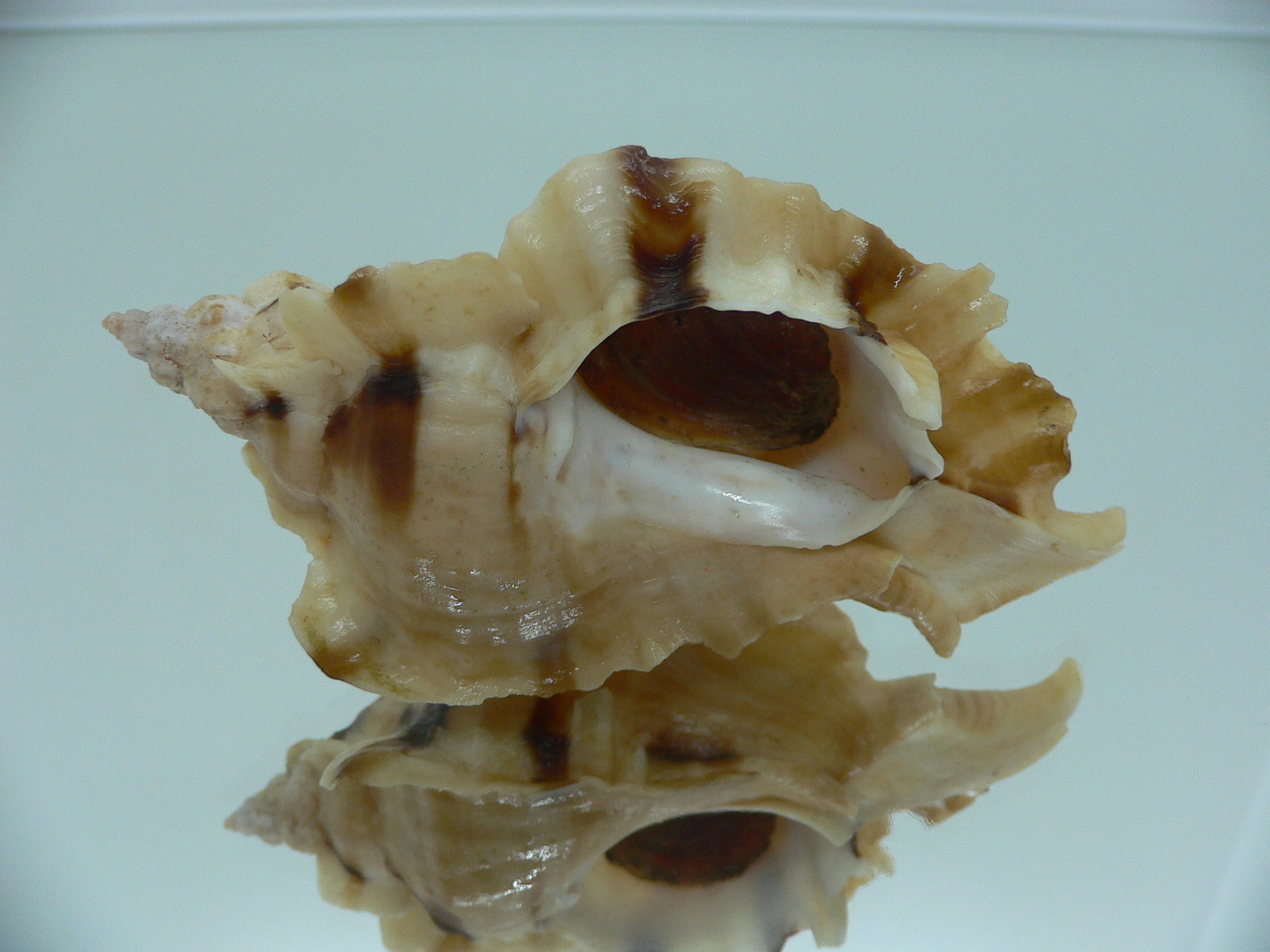 Ceratostoma burnetti BLONDE