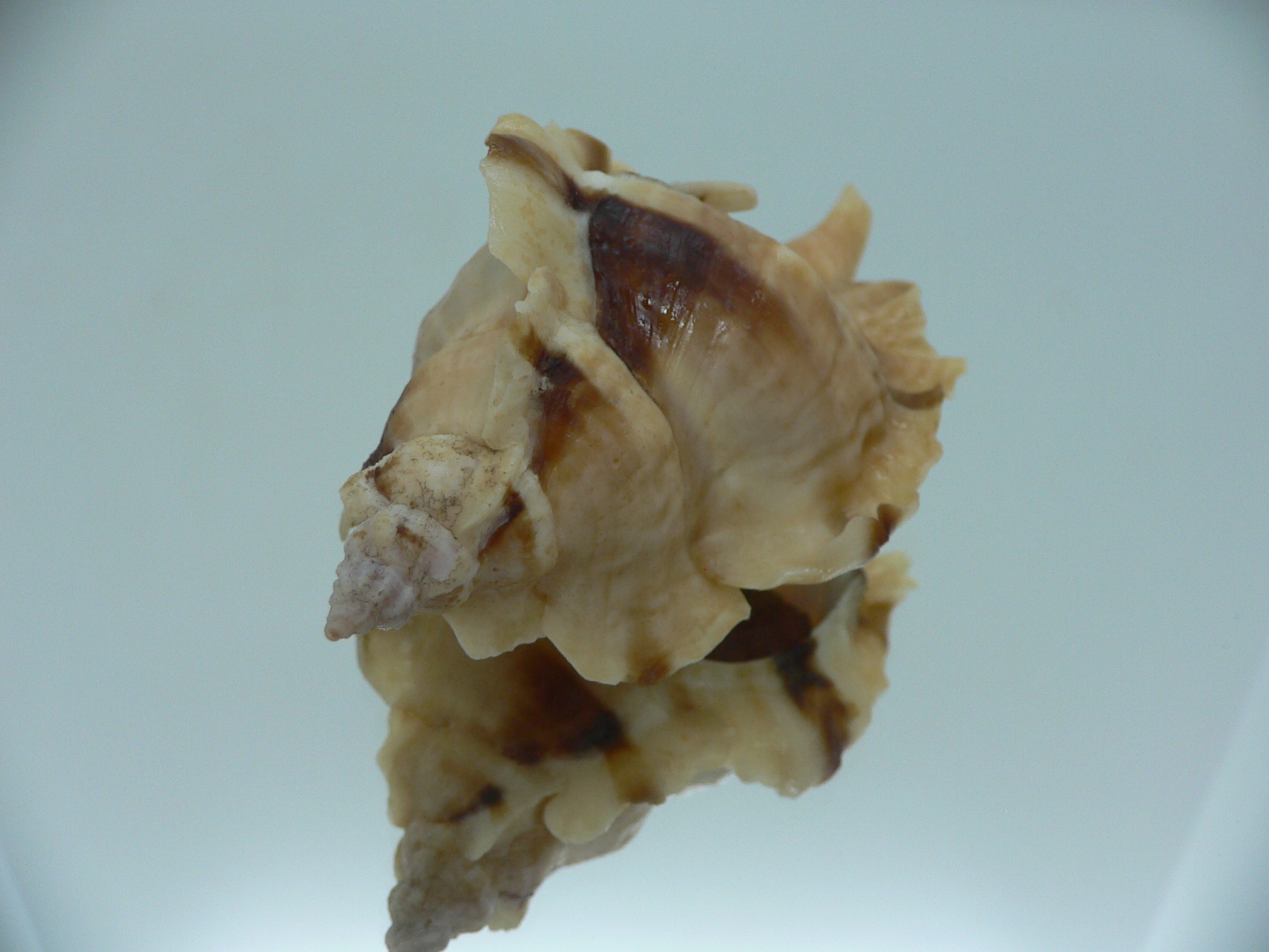 Ceratostoma burnetti BLONDE