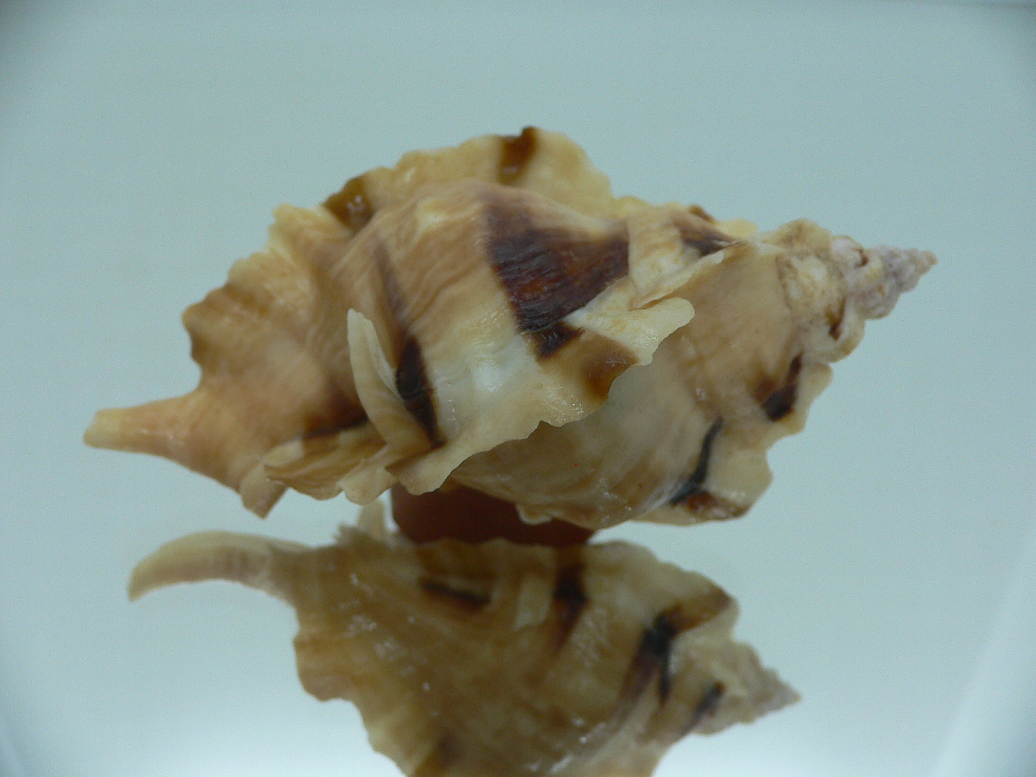 Ceratostoma burnetti BLONDE