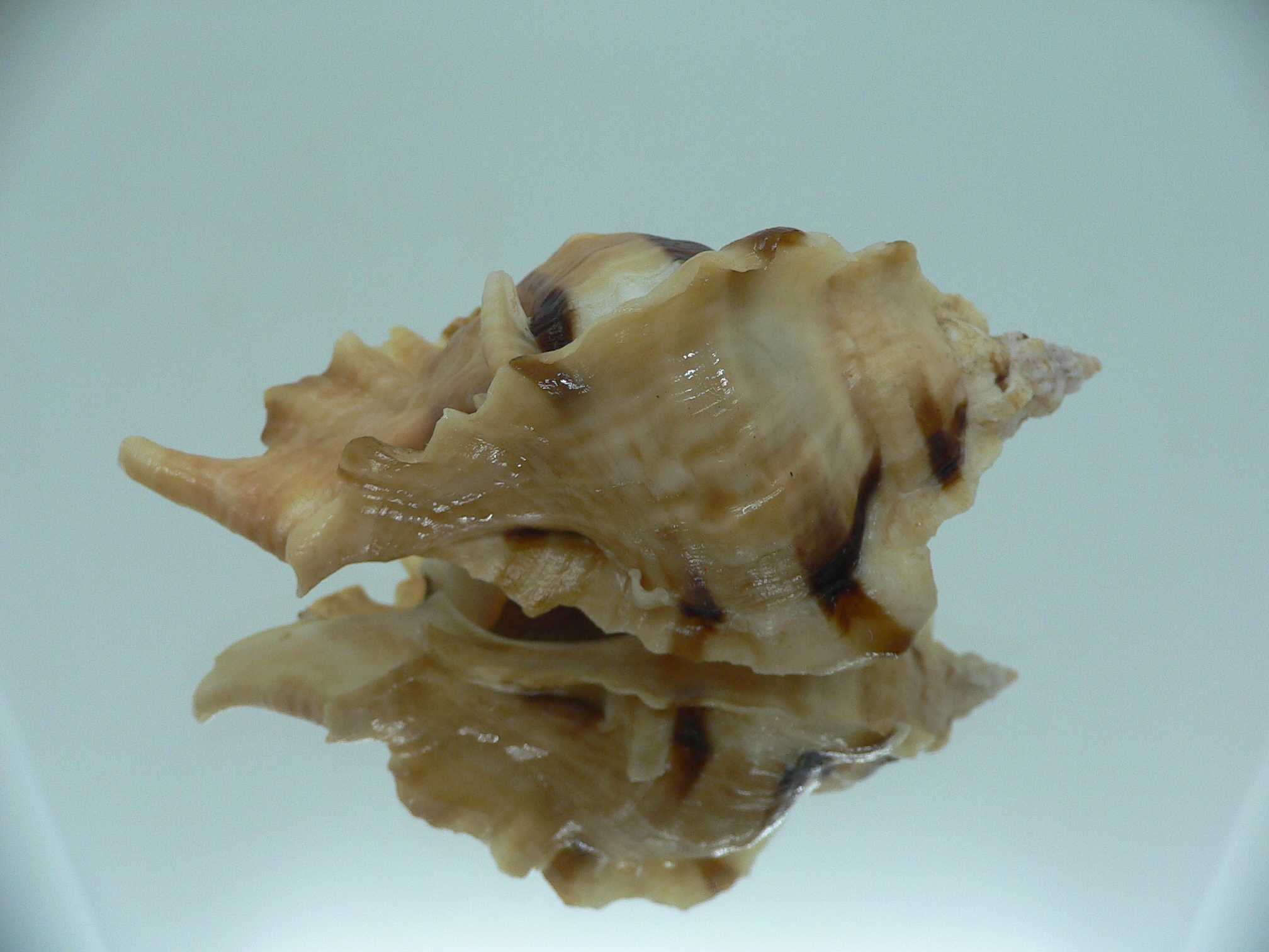 Ceratostoma burnetti BLONDE