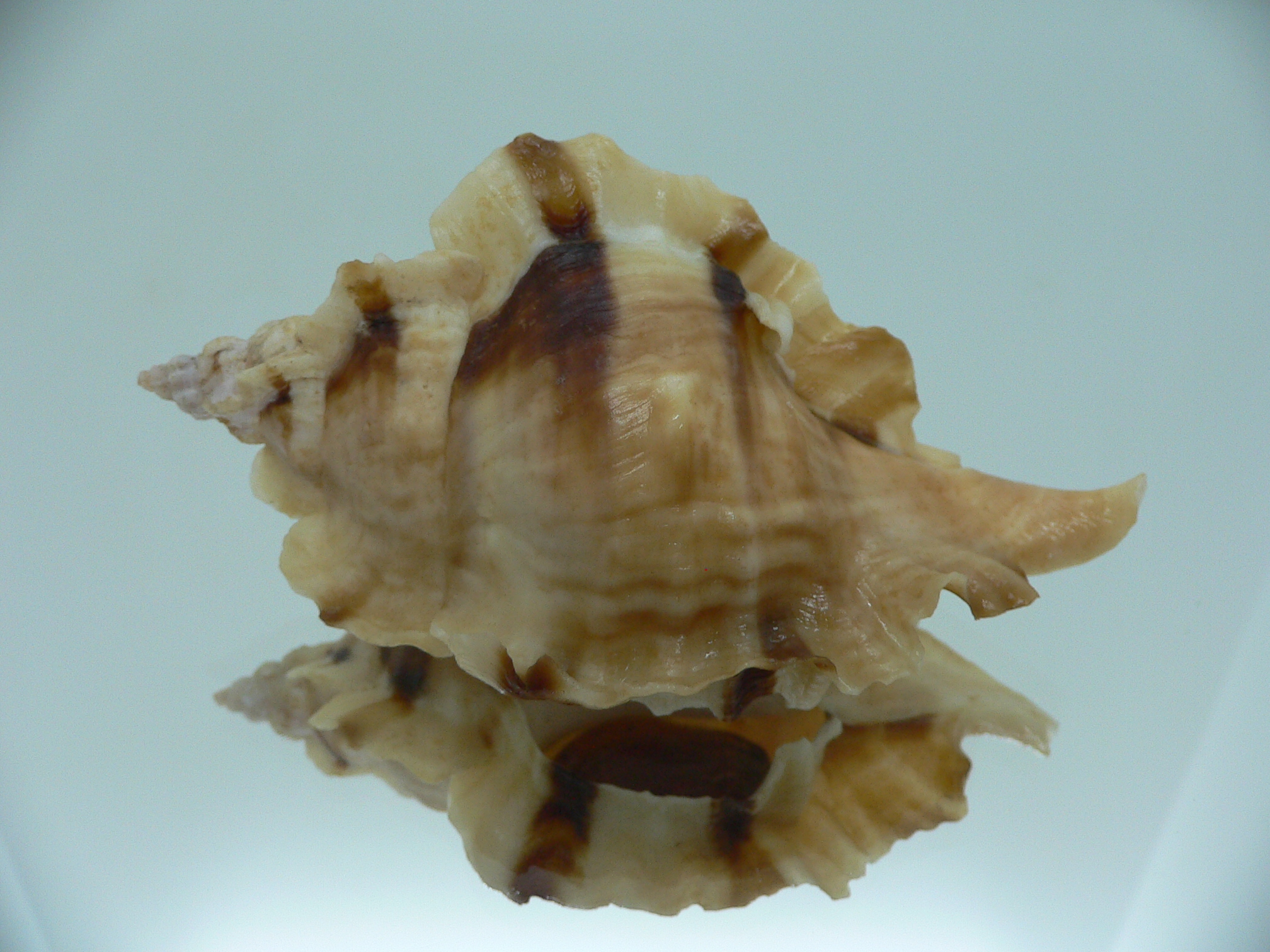 Ceratostoma burnetti BLONDE