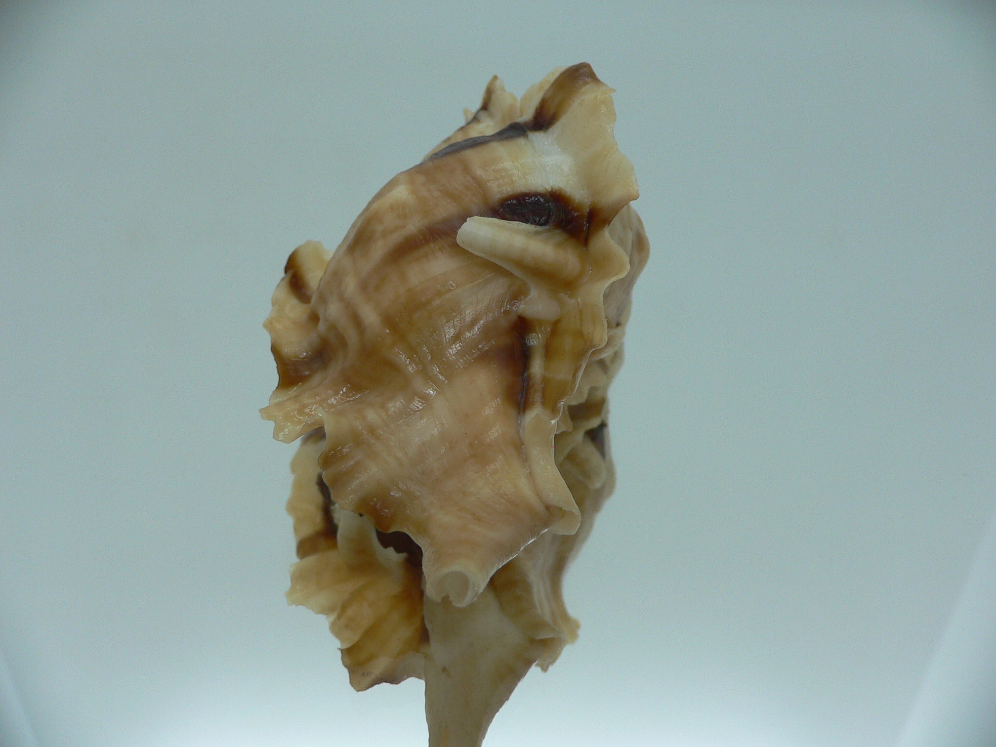 Ceratostoma burnetti BLONDE
