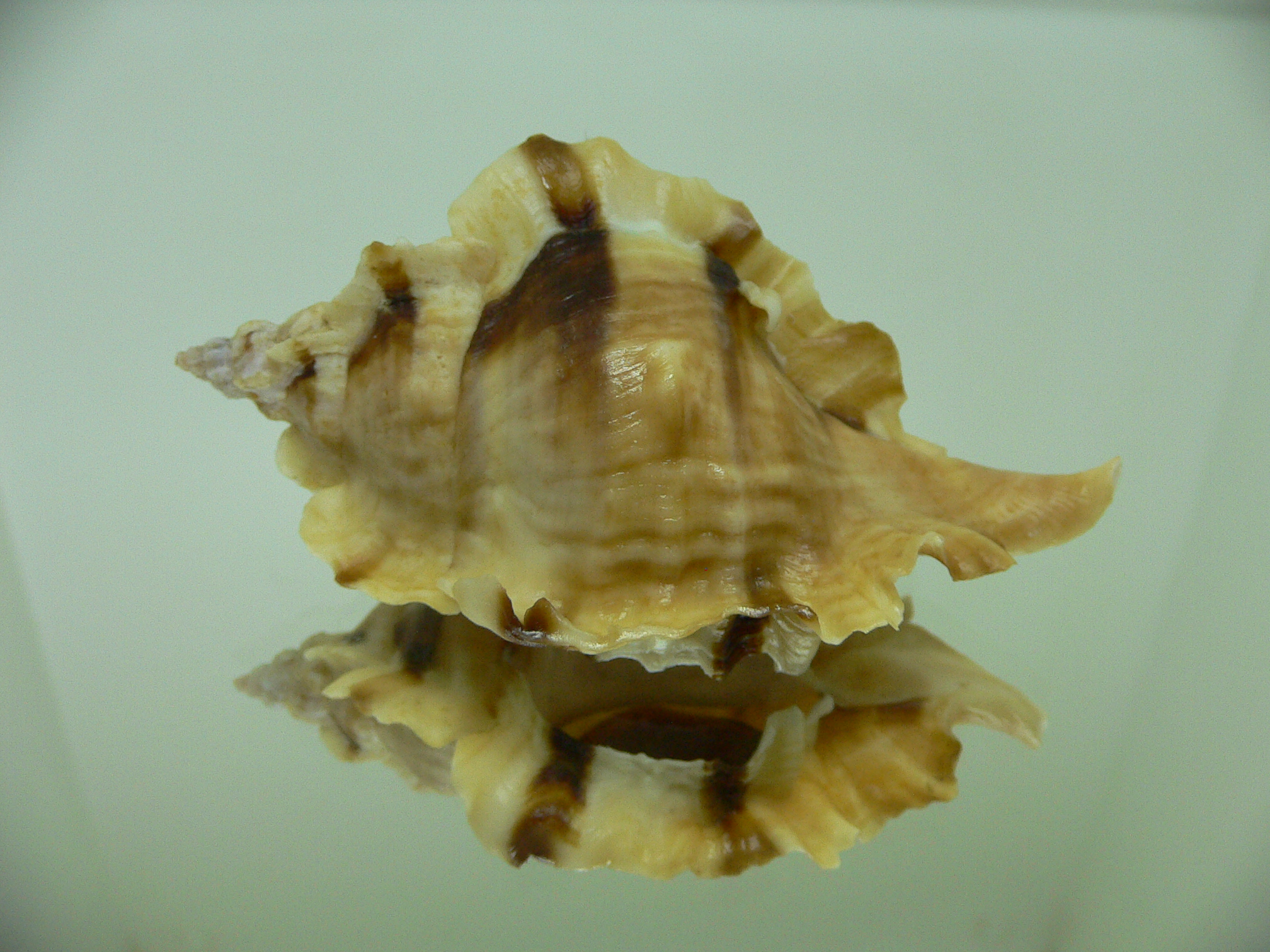 Ceratostoma burnetti BLONDE